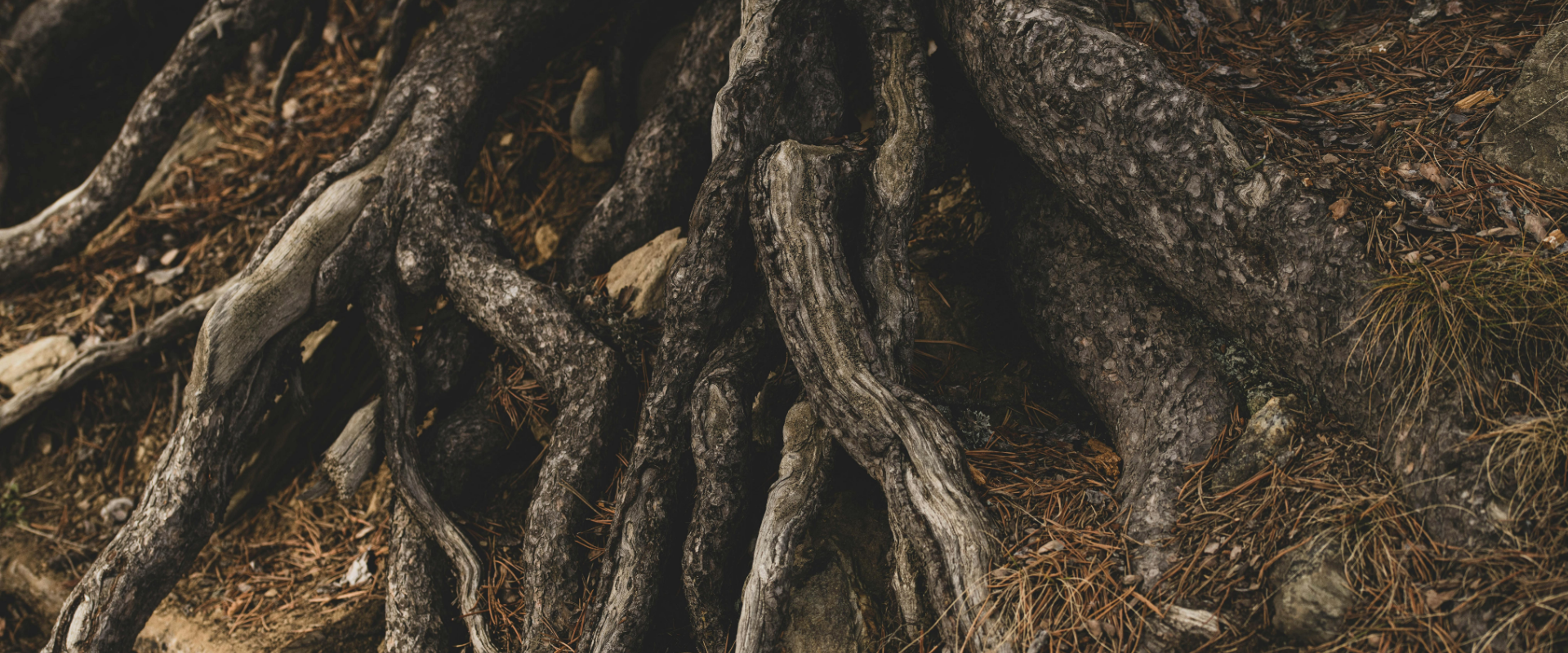 ROOTS