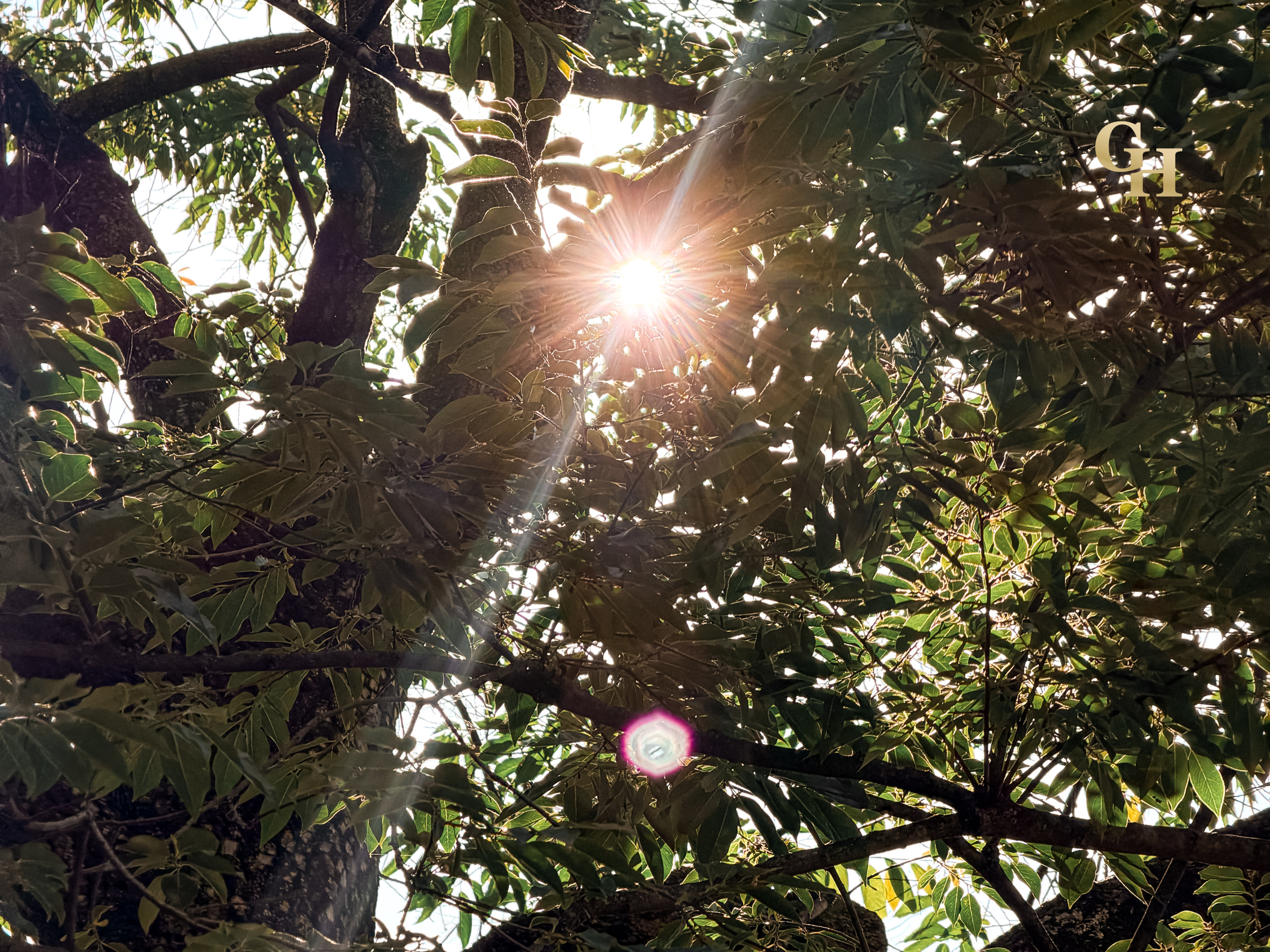 Sunlight shining through the leaves of a tree from below, with branches and foliage creating a natural canopy.