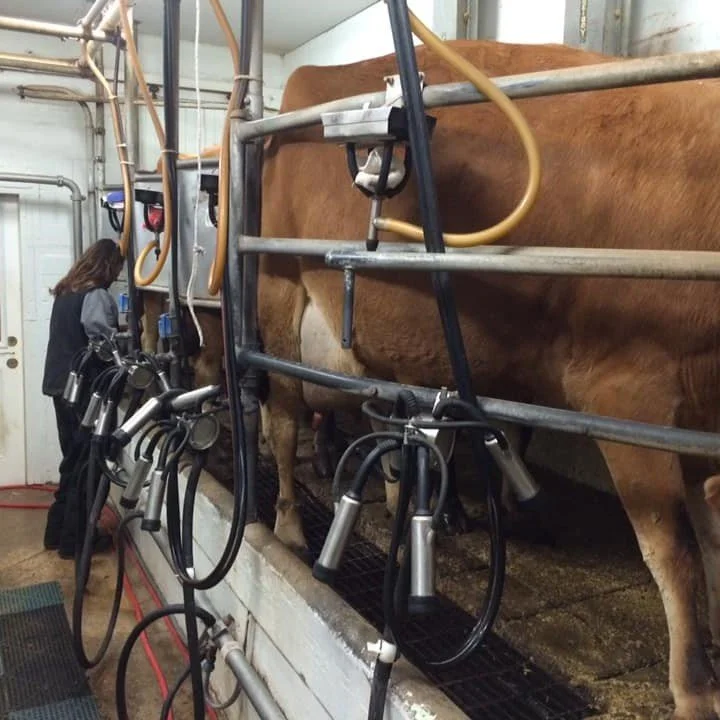 Raw Pet Milk