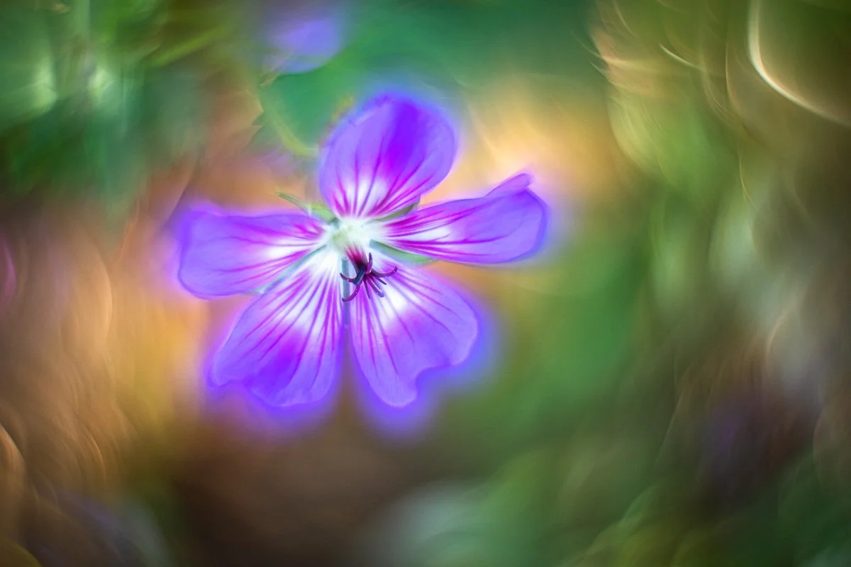 pbk_webb_Geranium Rozanne_80.jpg