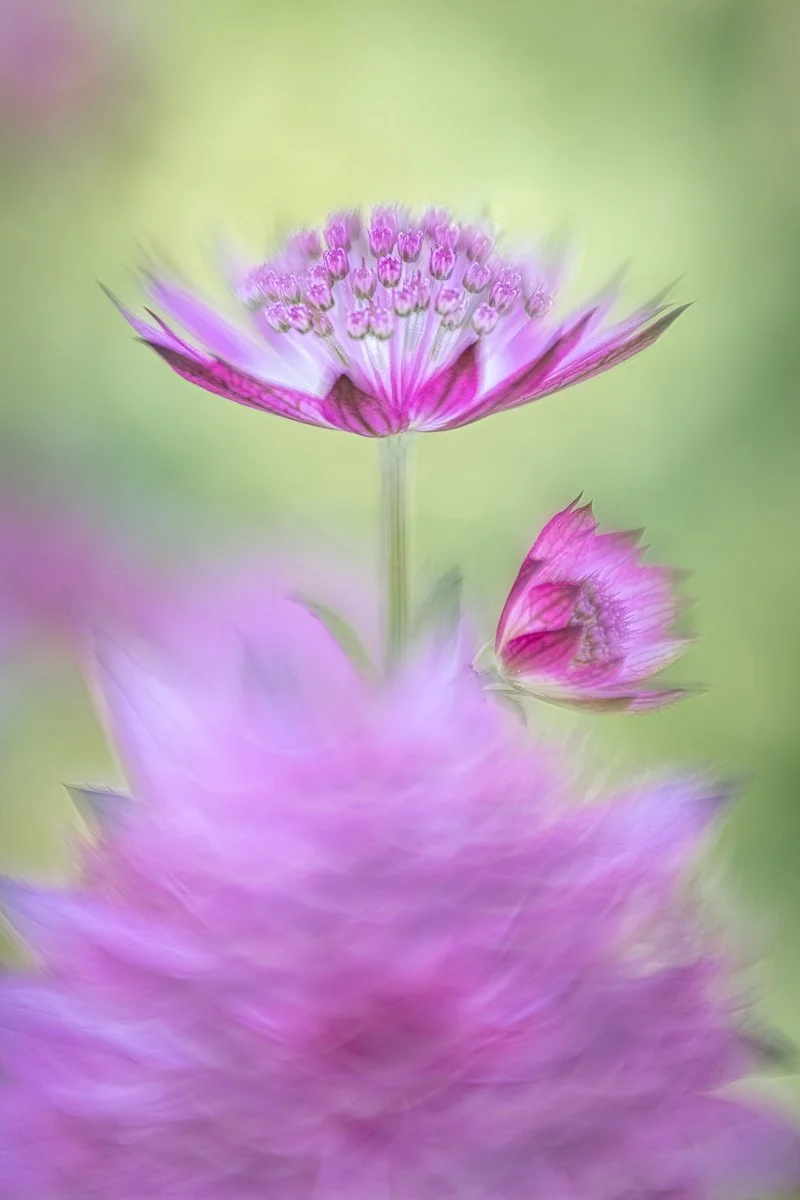 pbk_webb_Astrantia major 1.jpg