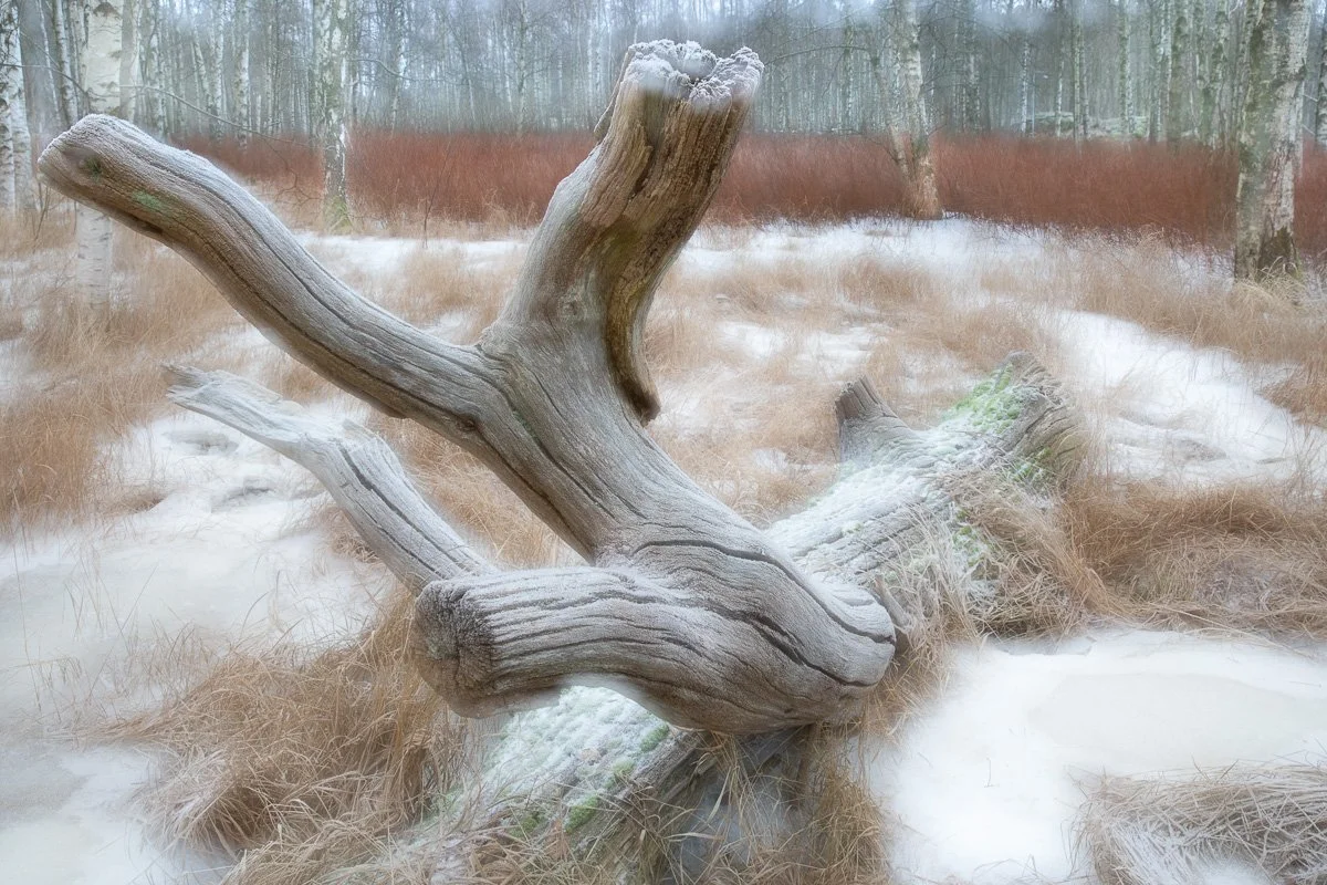 pbk_webb_Forgotten tree.jpg