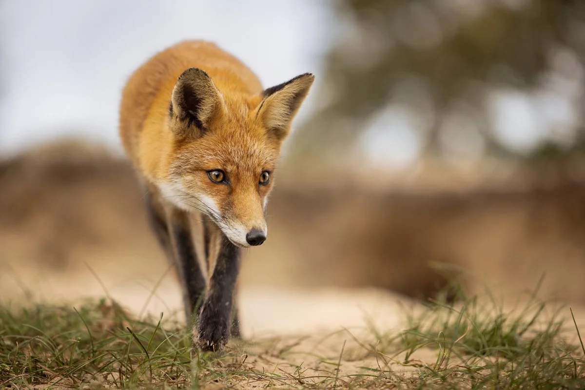 pbk_webb_Red fox.jpg
