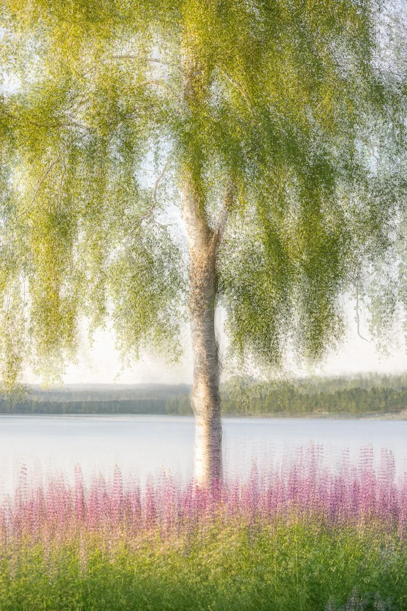 pbk_webb_Lupines by the birch_93.jpg