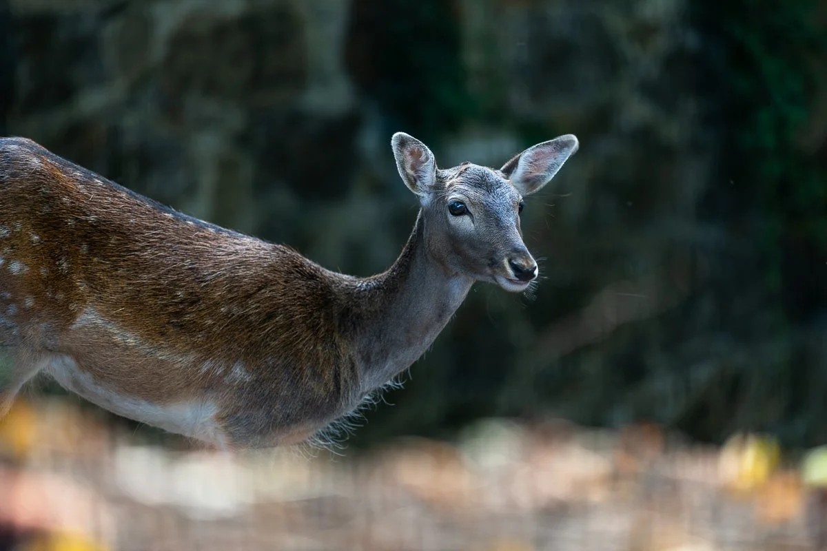 pbk_webb_Red deer hind.jpg