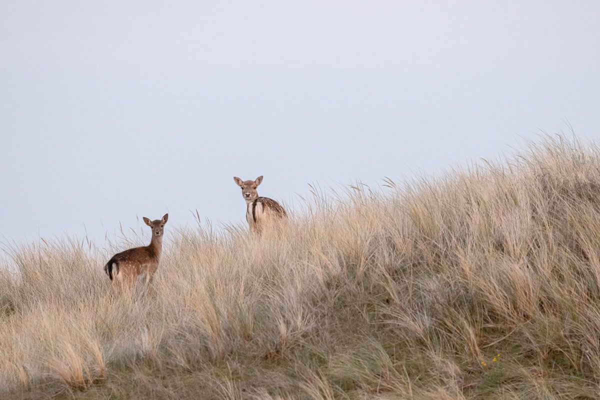 pbk_webb_Dear deers.jpg