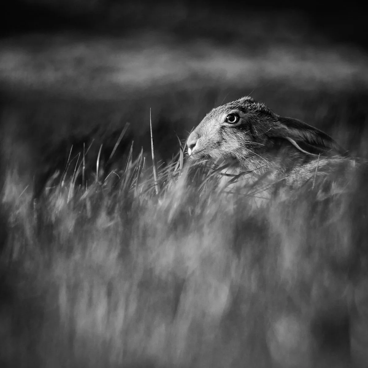 pbk_webb_The hare_32.jpg
