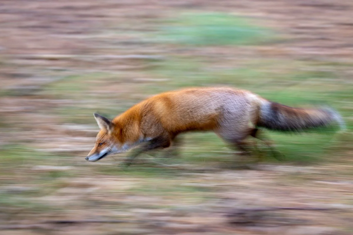 pbk_webb_Fox on the run.jpg