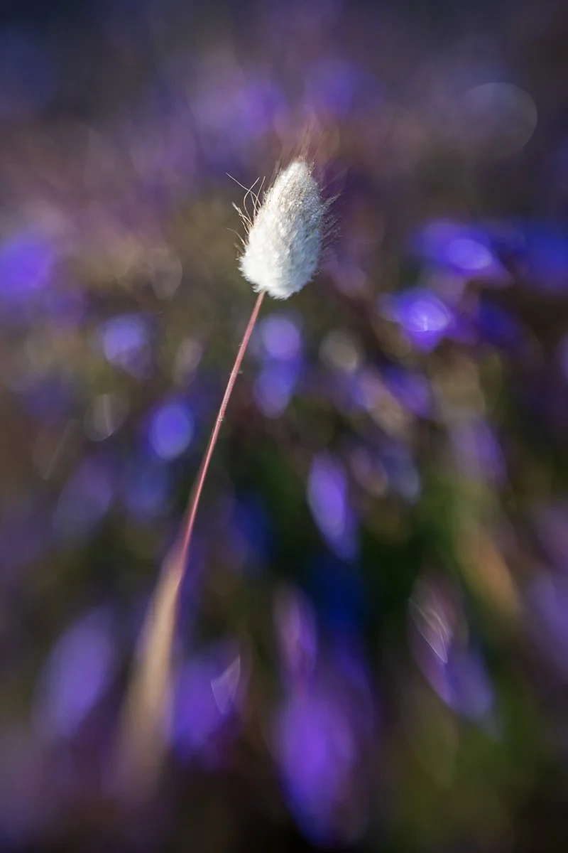 pbk_webb_plants-friberg-mikaela-lagurus-blecht.jpg