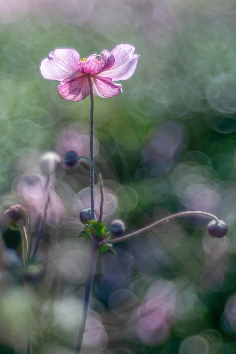 pbk_webb_Japanese Anemone.jpg