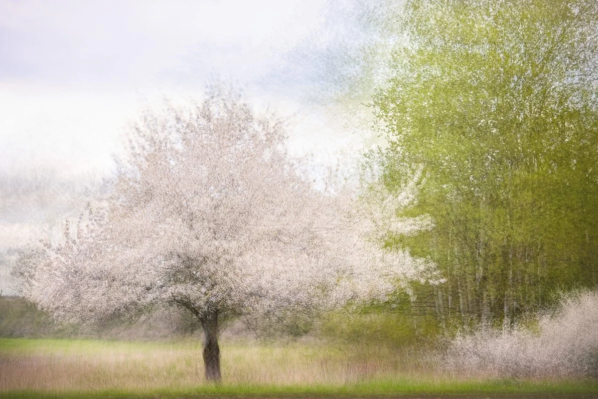 pbk_webb_Spring blossom.jpg