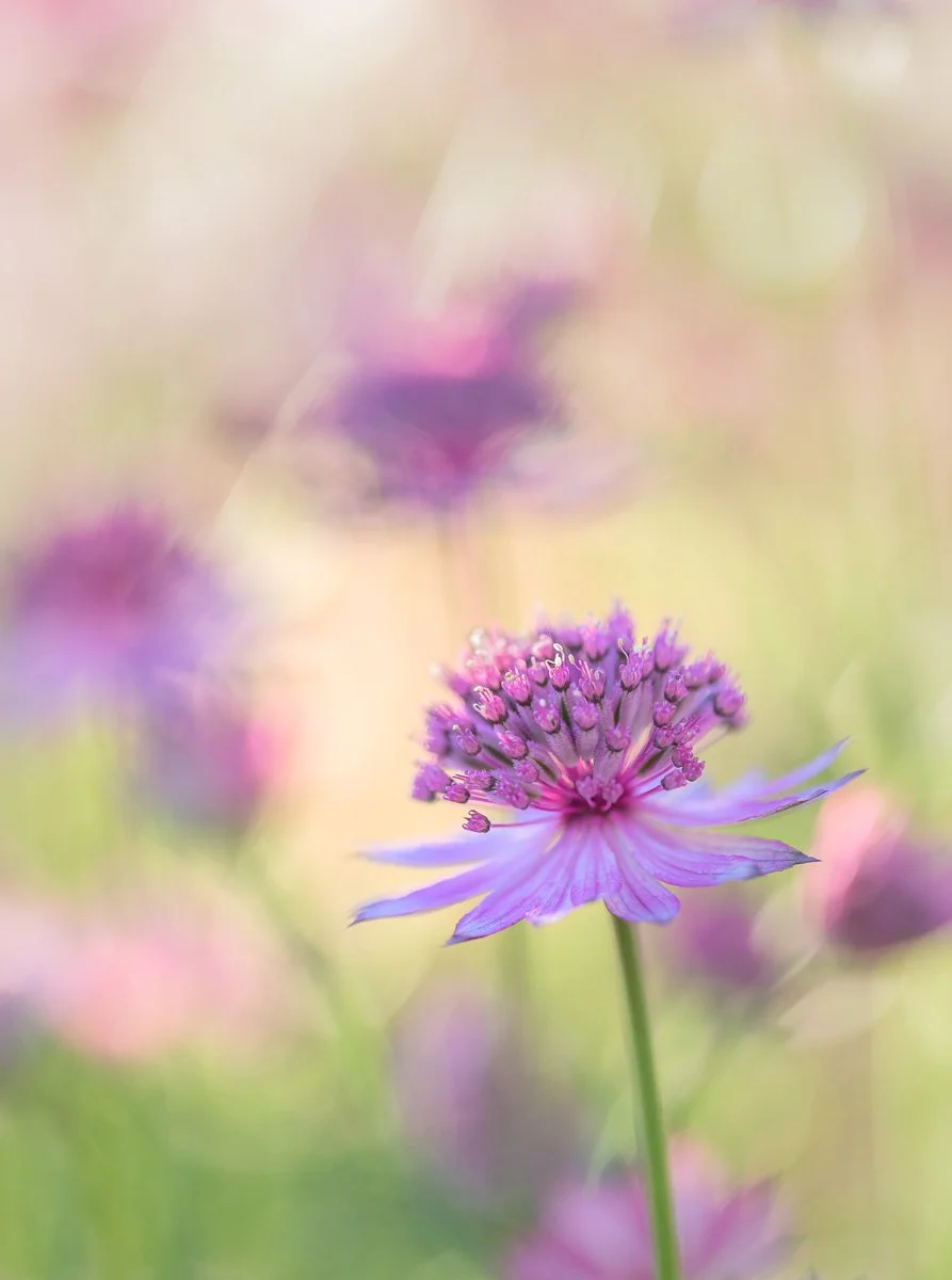 pbk_webb_Astrantia major_4.jpg