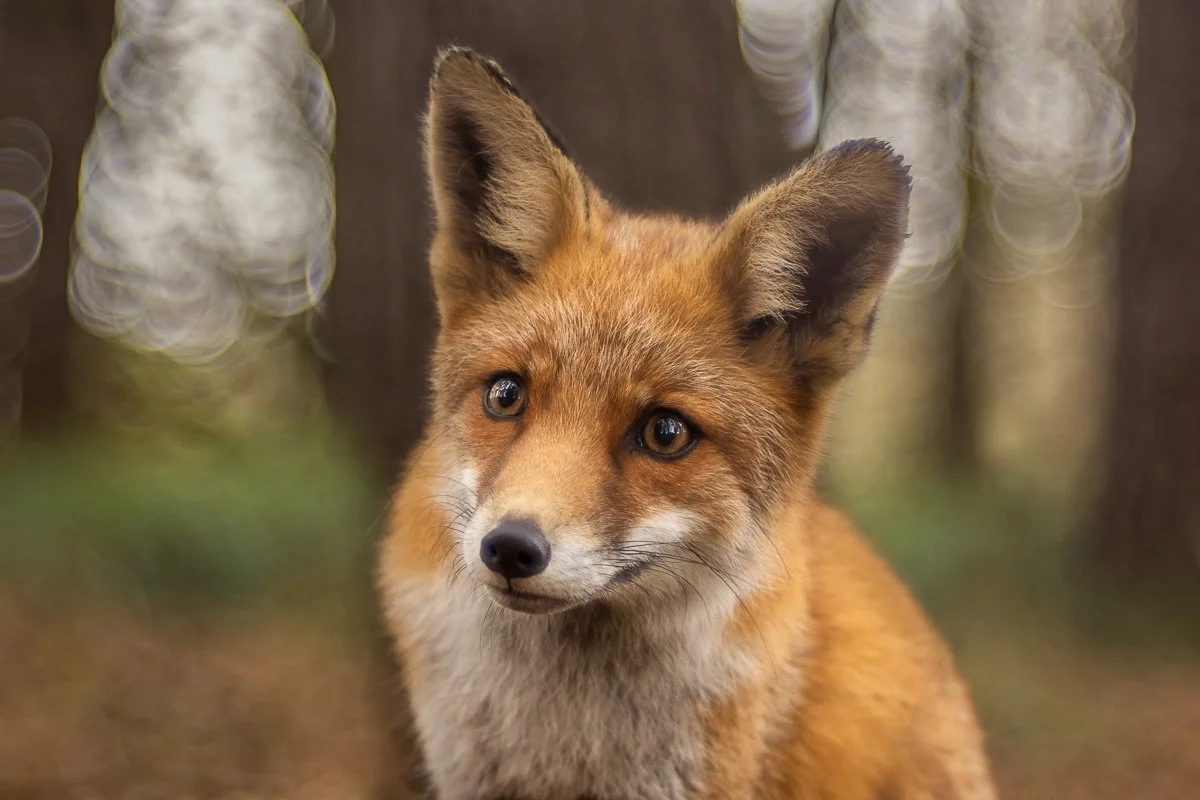 pbk_webb_Curious Fox.jpg