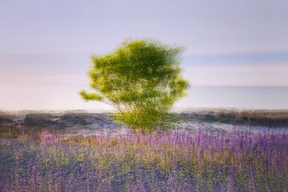 pbk_webb_Blueweed.jpg