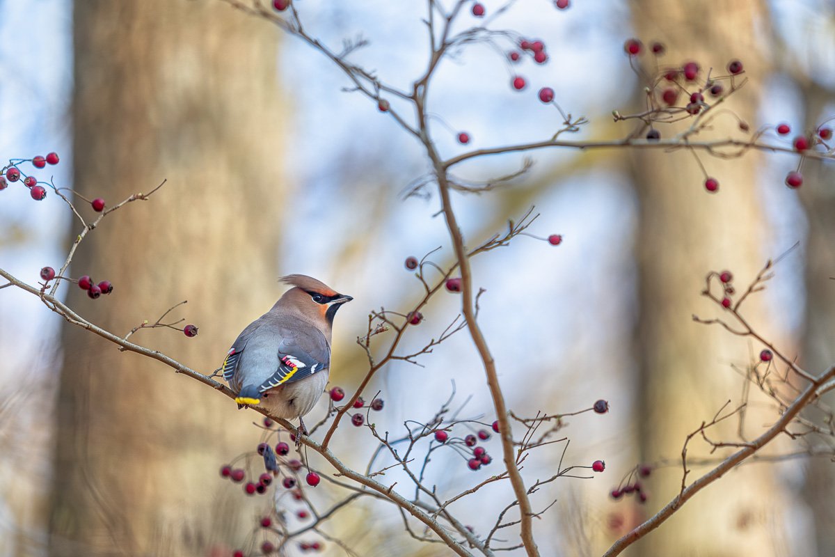 pbk_webb_Waxwing_60.jpg