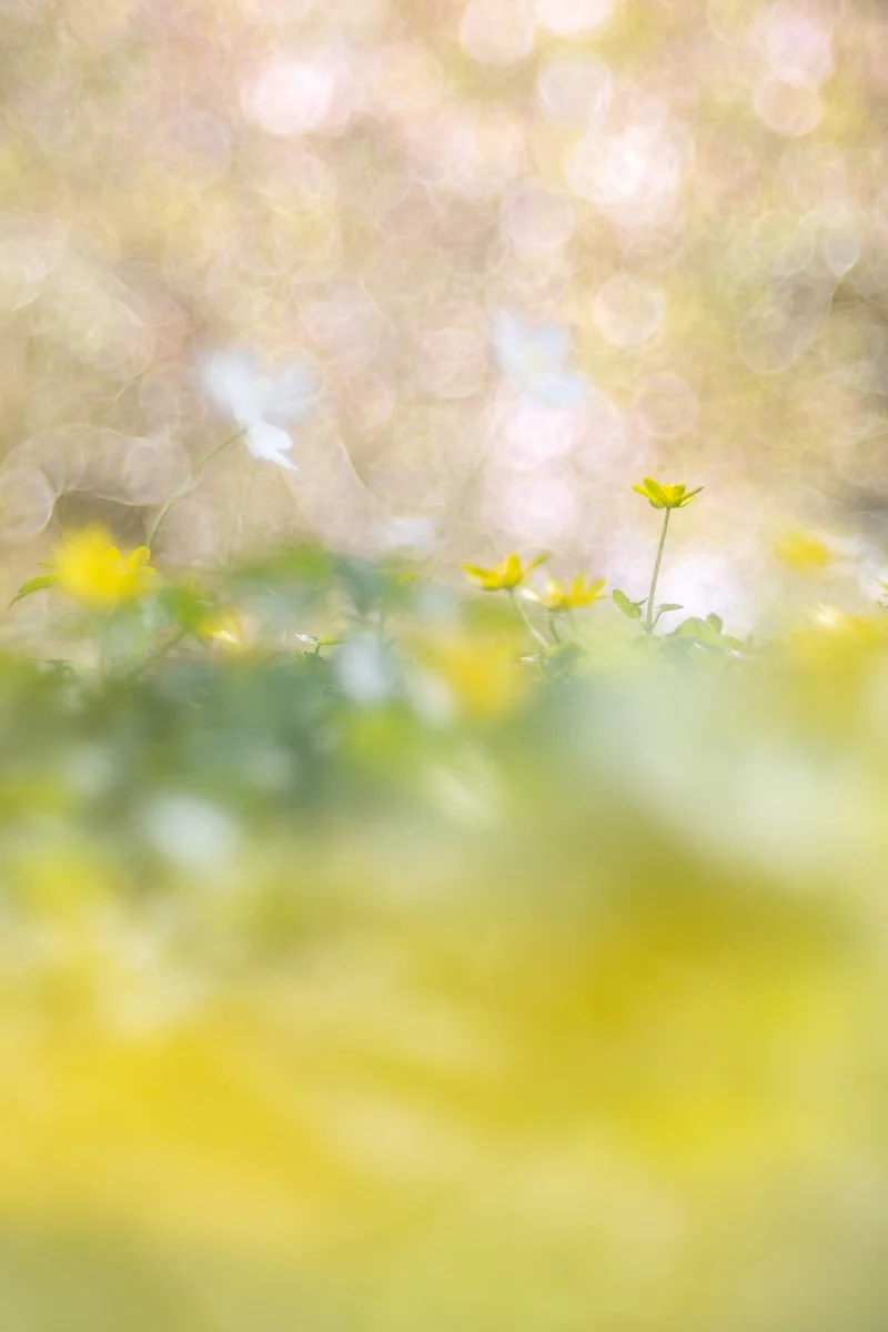 pbk_webb_Spring explosion.jpg