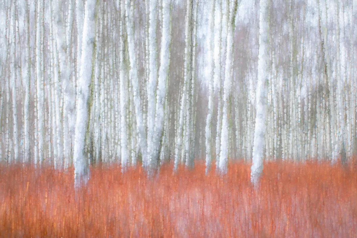 pbk_webb_Birch forest.jpg