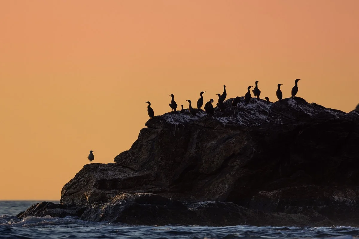 pbk_webb_Sunset Cliff.jpg