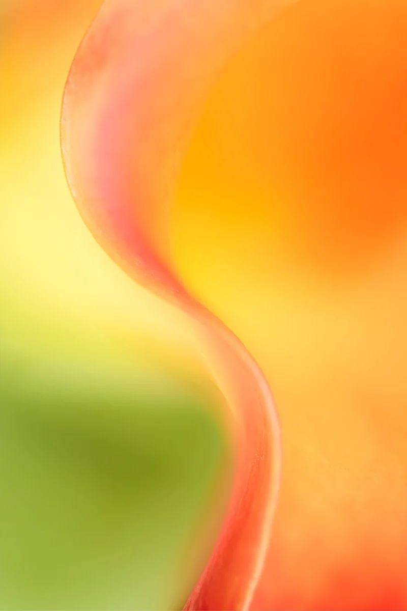 pbk_webb_Abstract flower.jpg