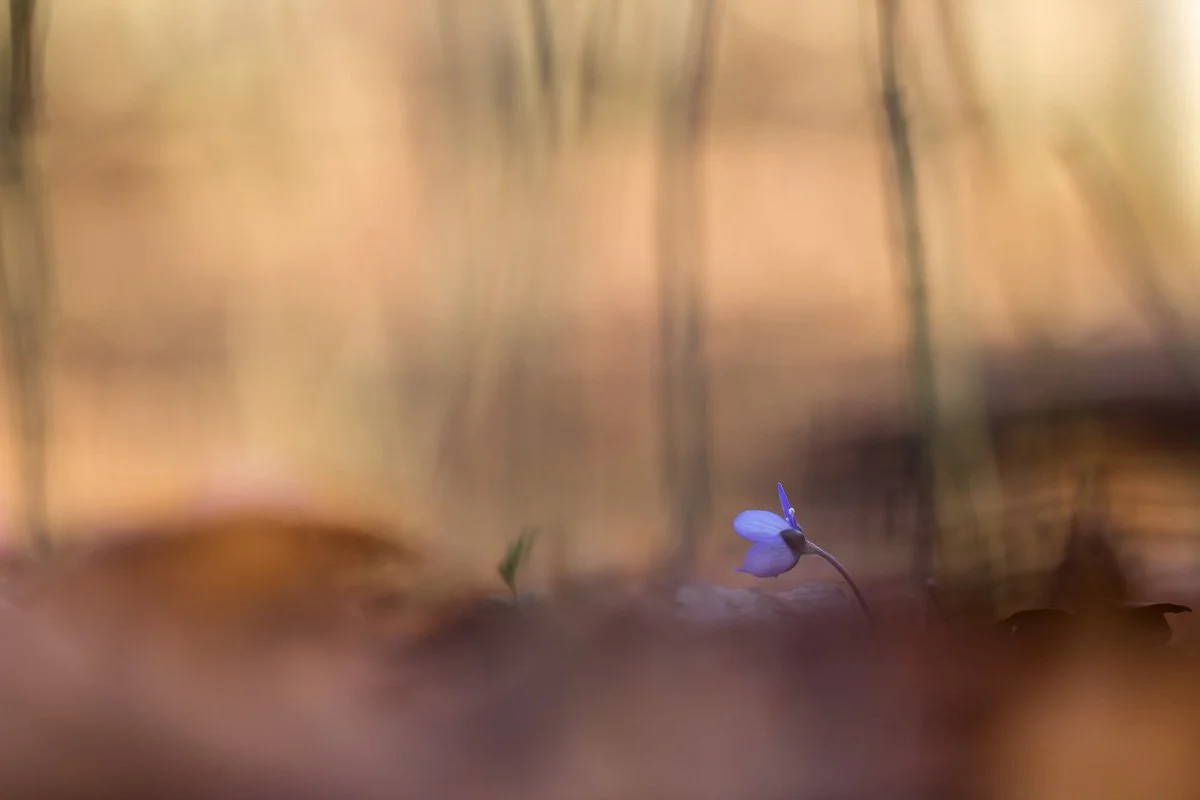 pbk_webb_Little blue_21.jpg