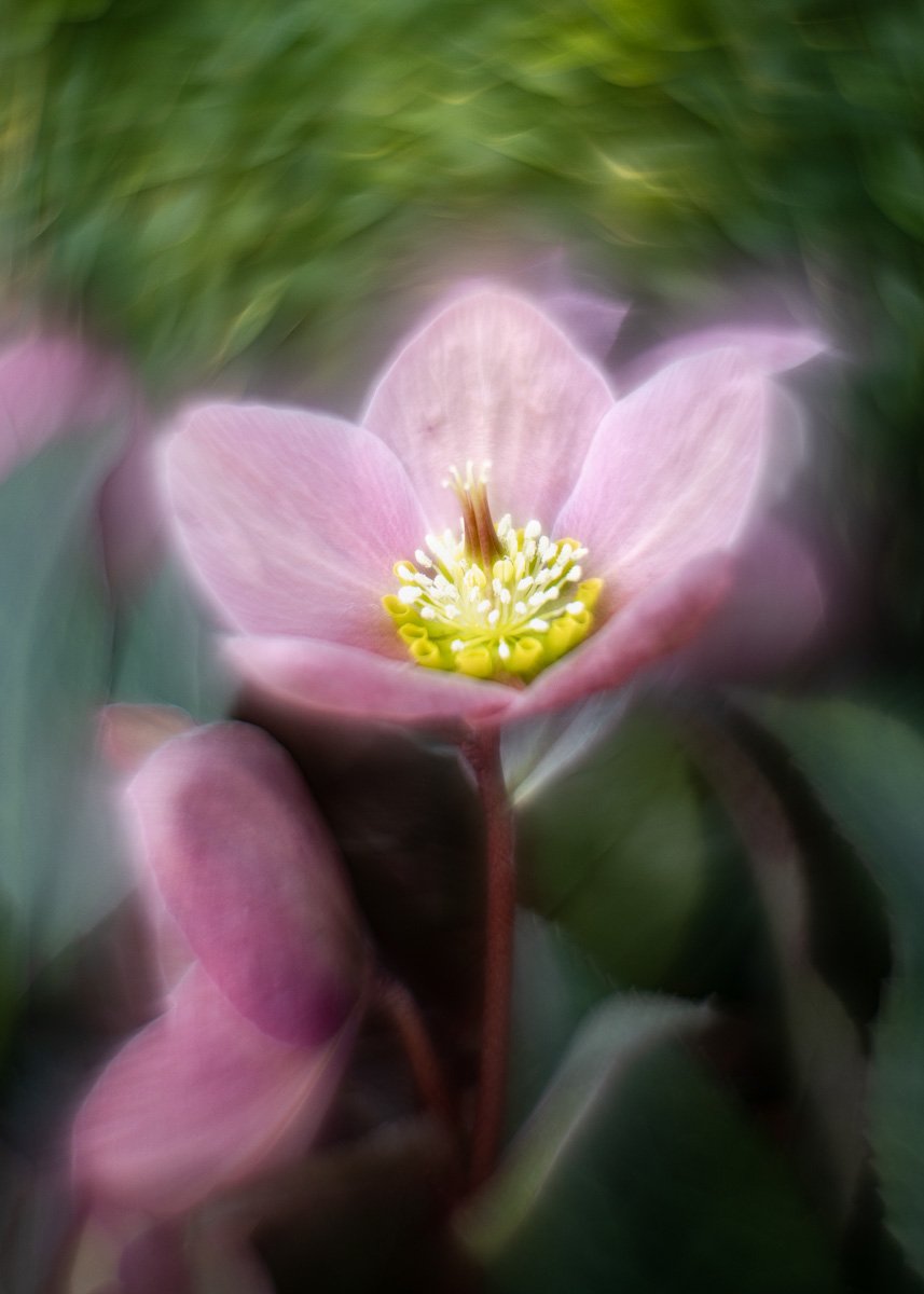 pbk_webb_Helleborus.jpg