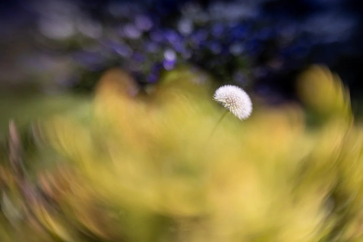 pbk_webb_Dandelion.jpg
