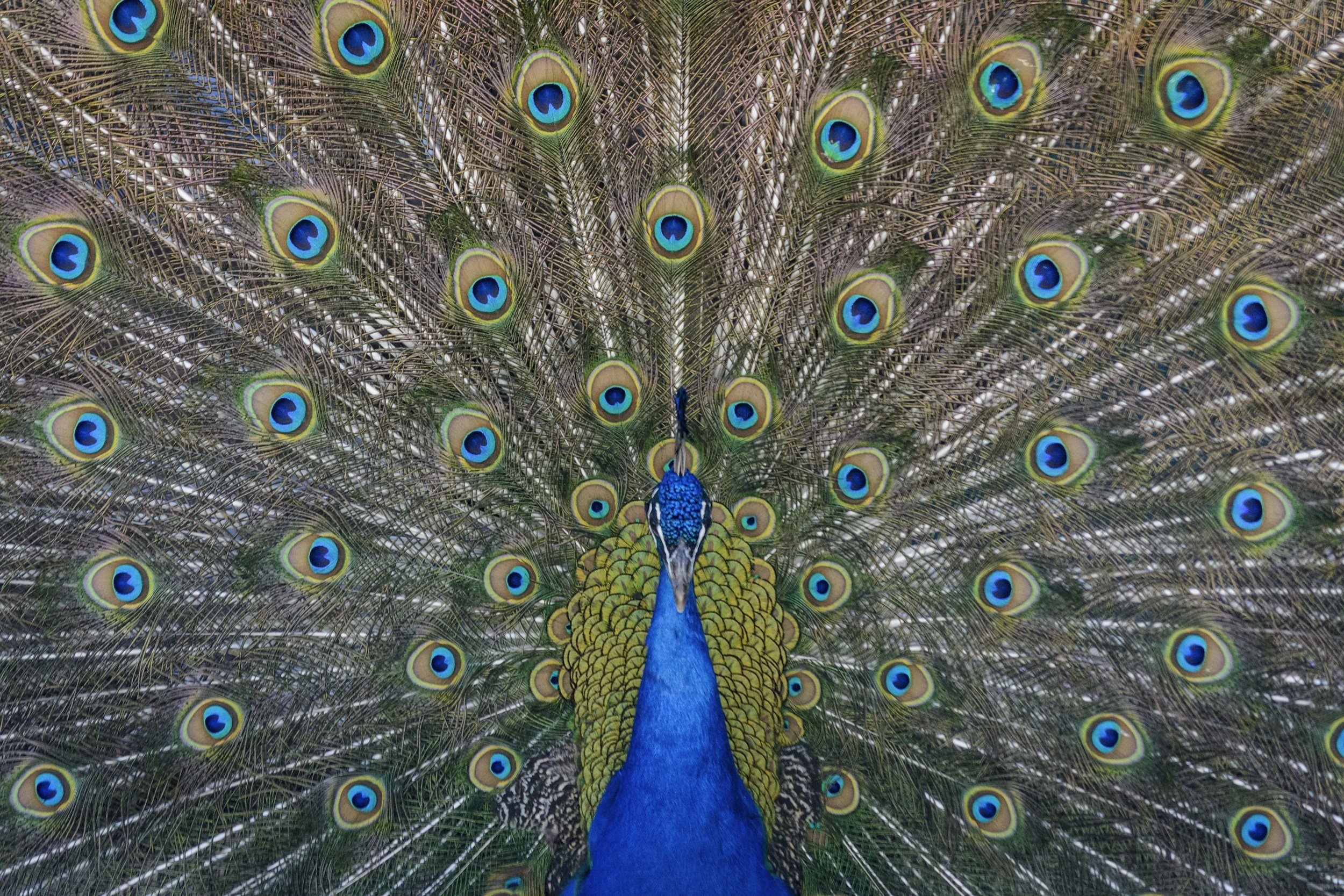 A peacock with its tail feathers fanned out, showcasing vibrant blue, green, and gold eye-patterns.