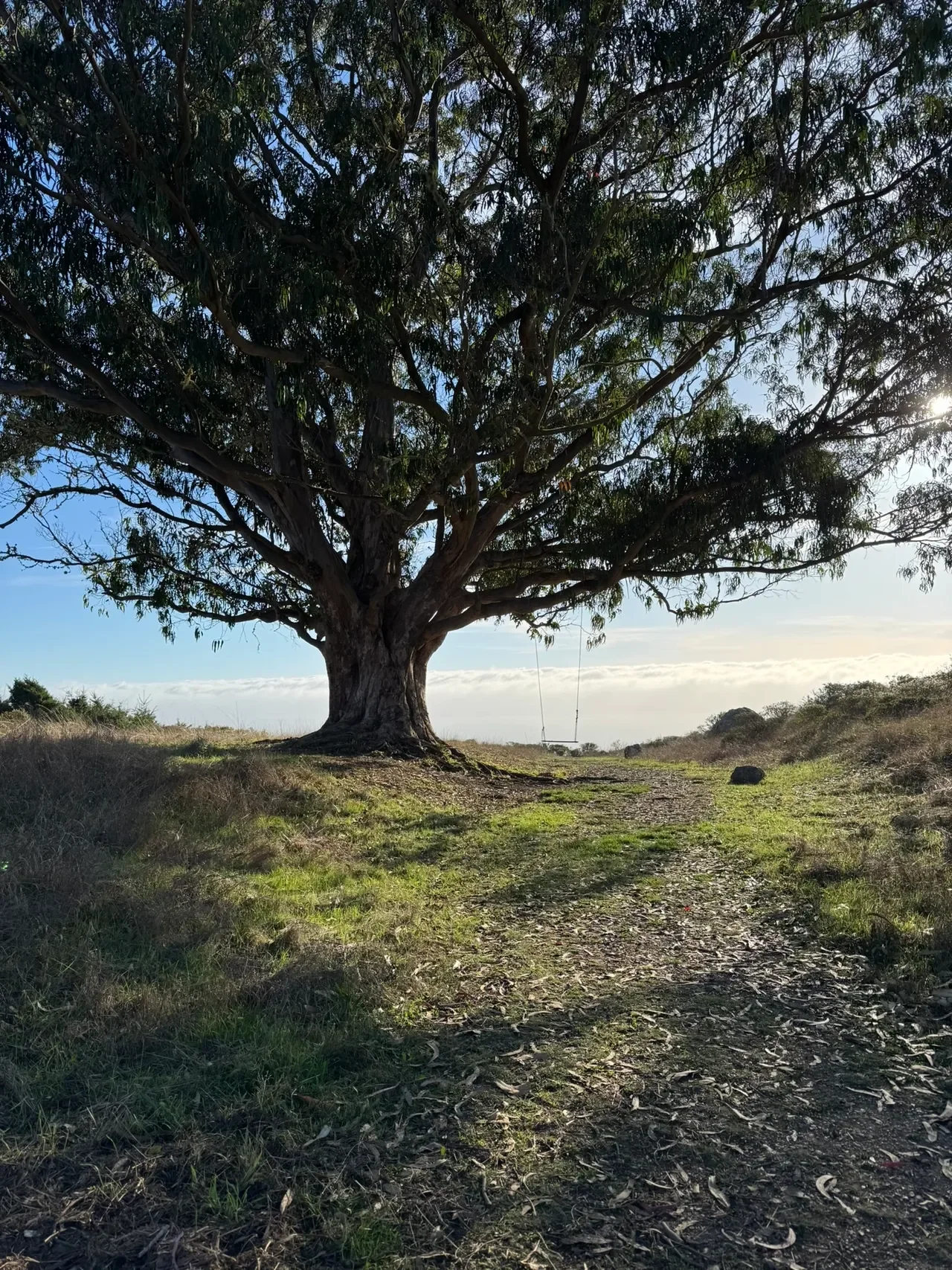 The Mt. Tam Eucalyptus Tree Hike “Swing Tree” Near Stinson Beach