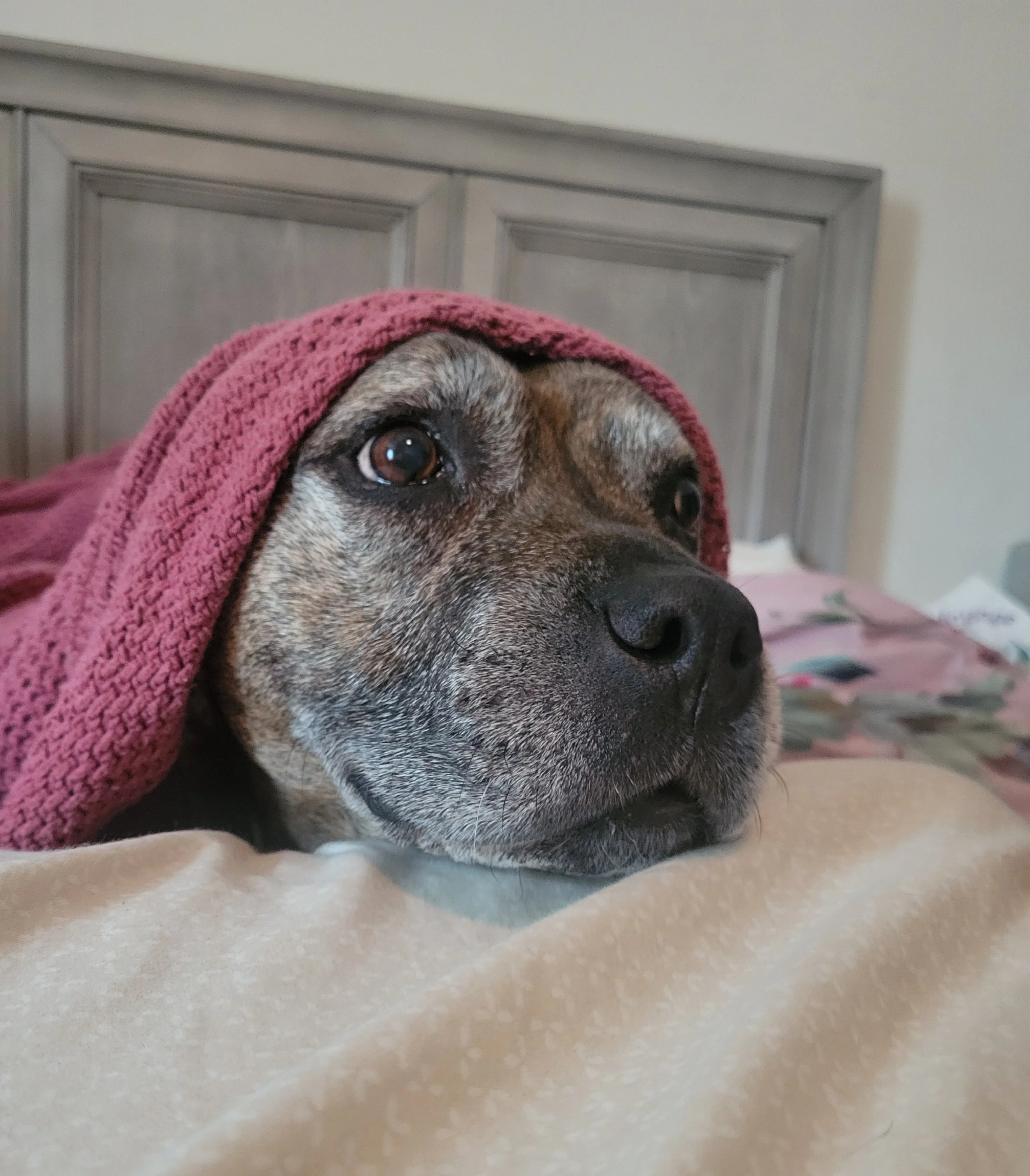 Lucy2.JPG