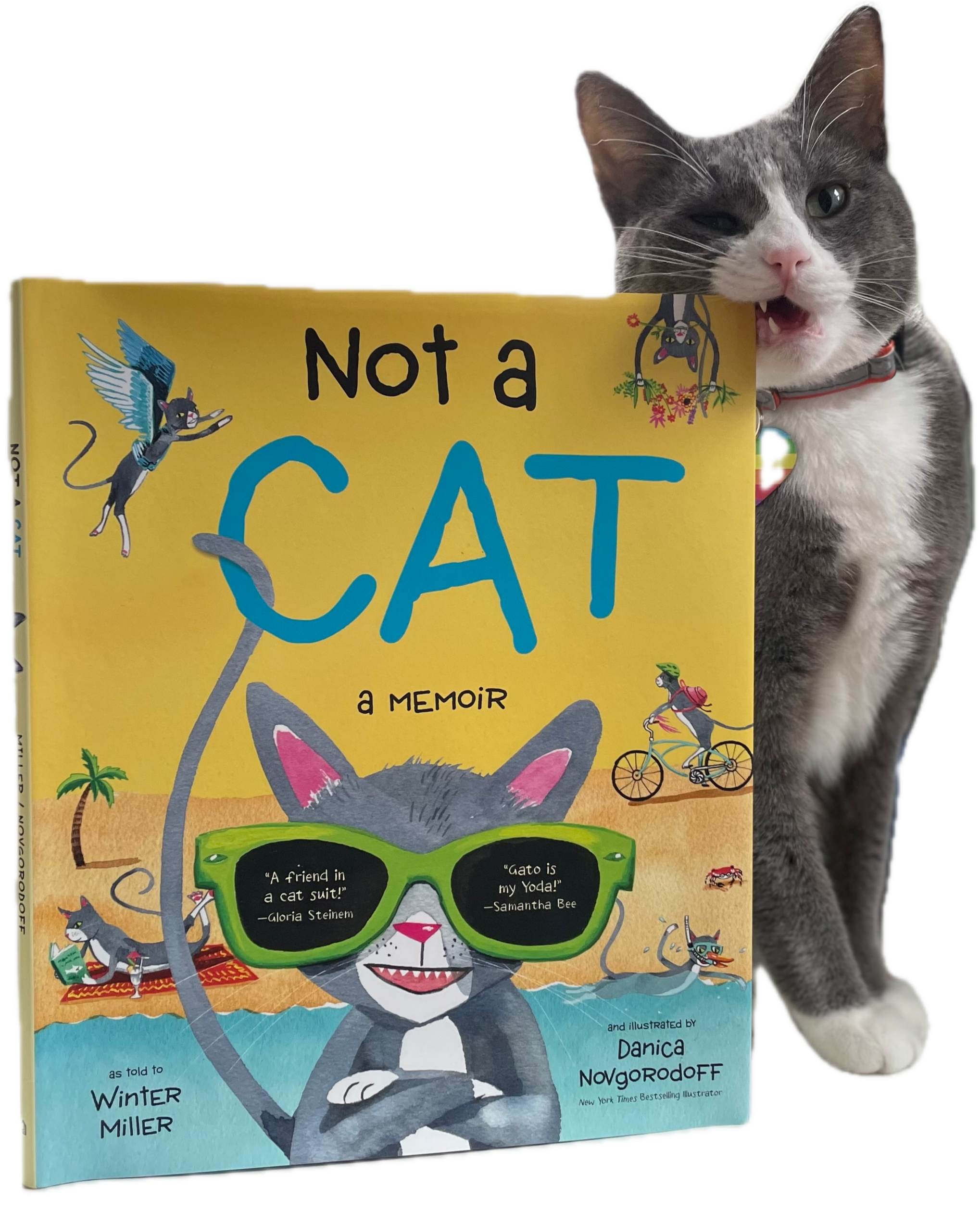 Close-up of a children's book titled "Not a Cat! a Memoir" by Winter Miller, featuring an illustrated gray cat wearing green sunglasses with quotes, surrounded by small animals and beach scenery, with a real gray and white cat partially visible behind the book.