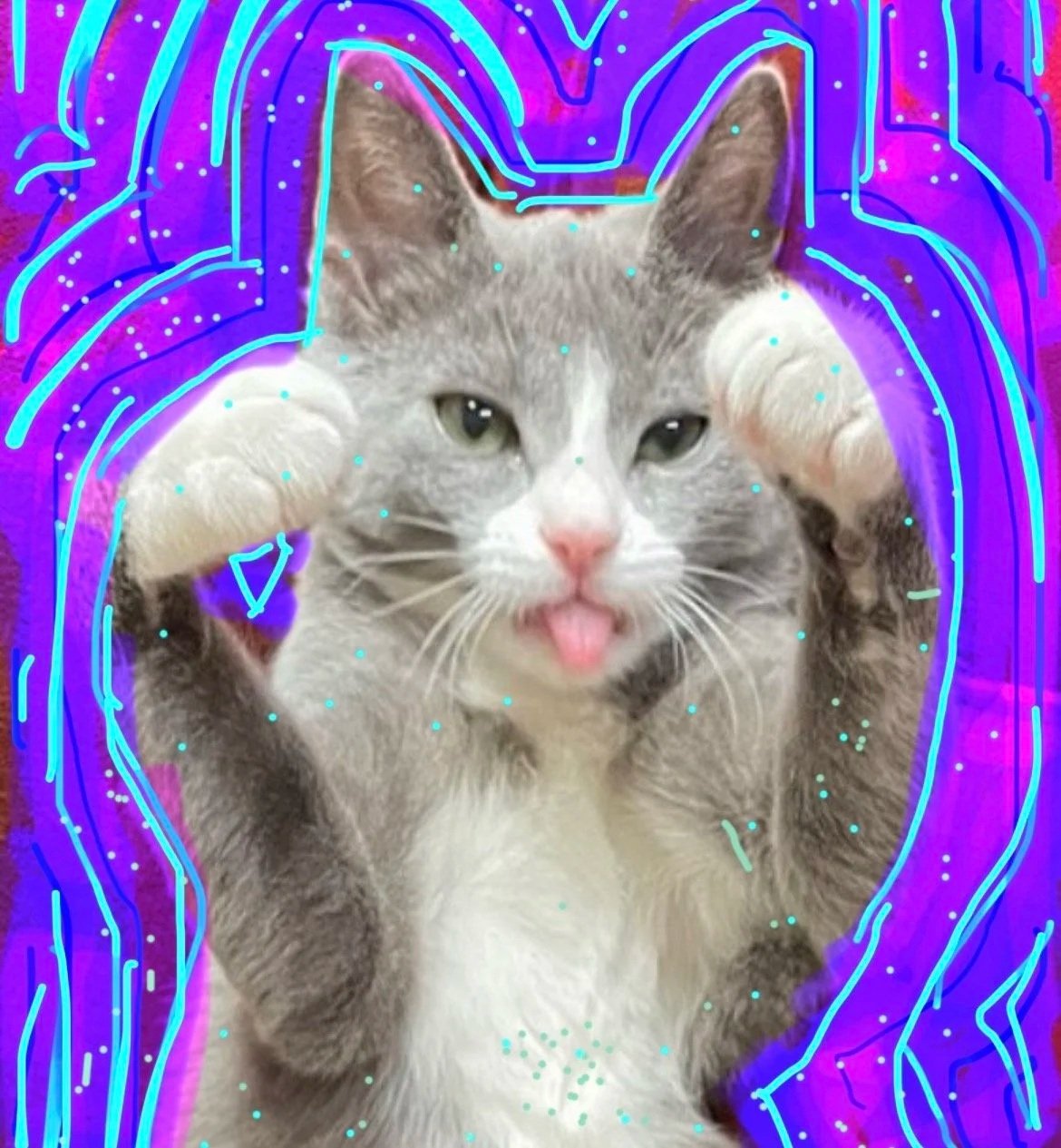 Gray-and-white cat sticking out its tongue against a colorful neon purple and blue background
