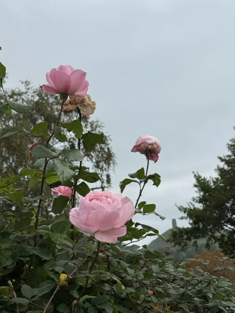 6BD3757C-A67A-471A-9A67-795299DB7FEB_1_105_c.jpeg