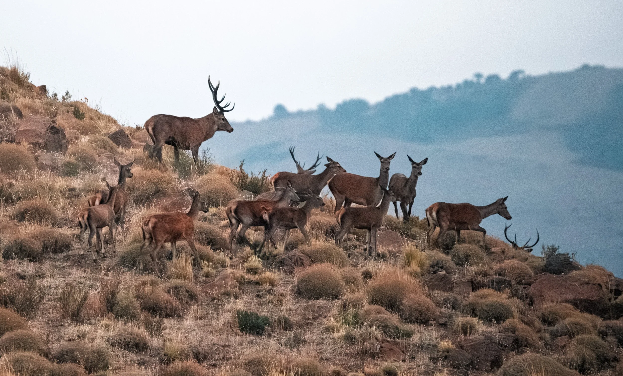 Patagonia Red Stag