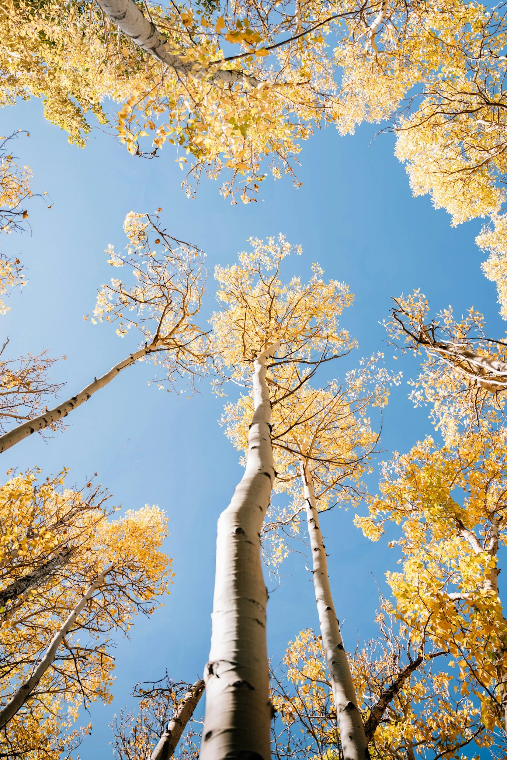 Looking up at tall aspen trees with white bark and yellow leaves against a clear blue sky.