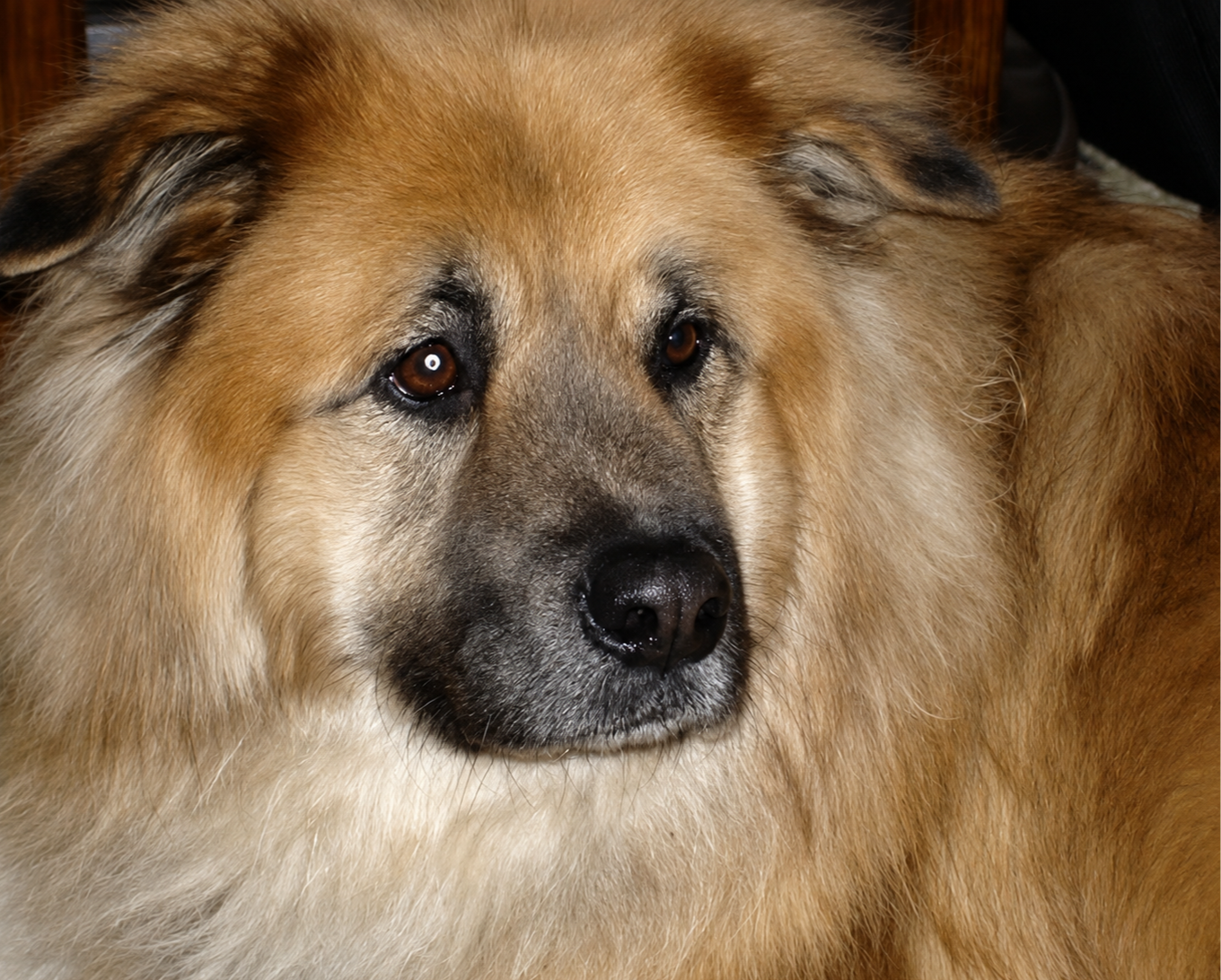 Close-up of Lucky, a chow mix German Shepherd with a thick tan and gold coat, looking at the camera.