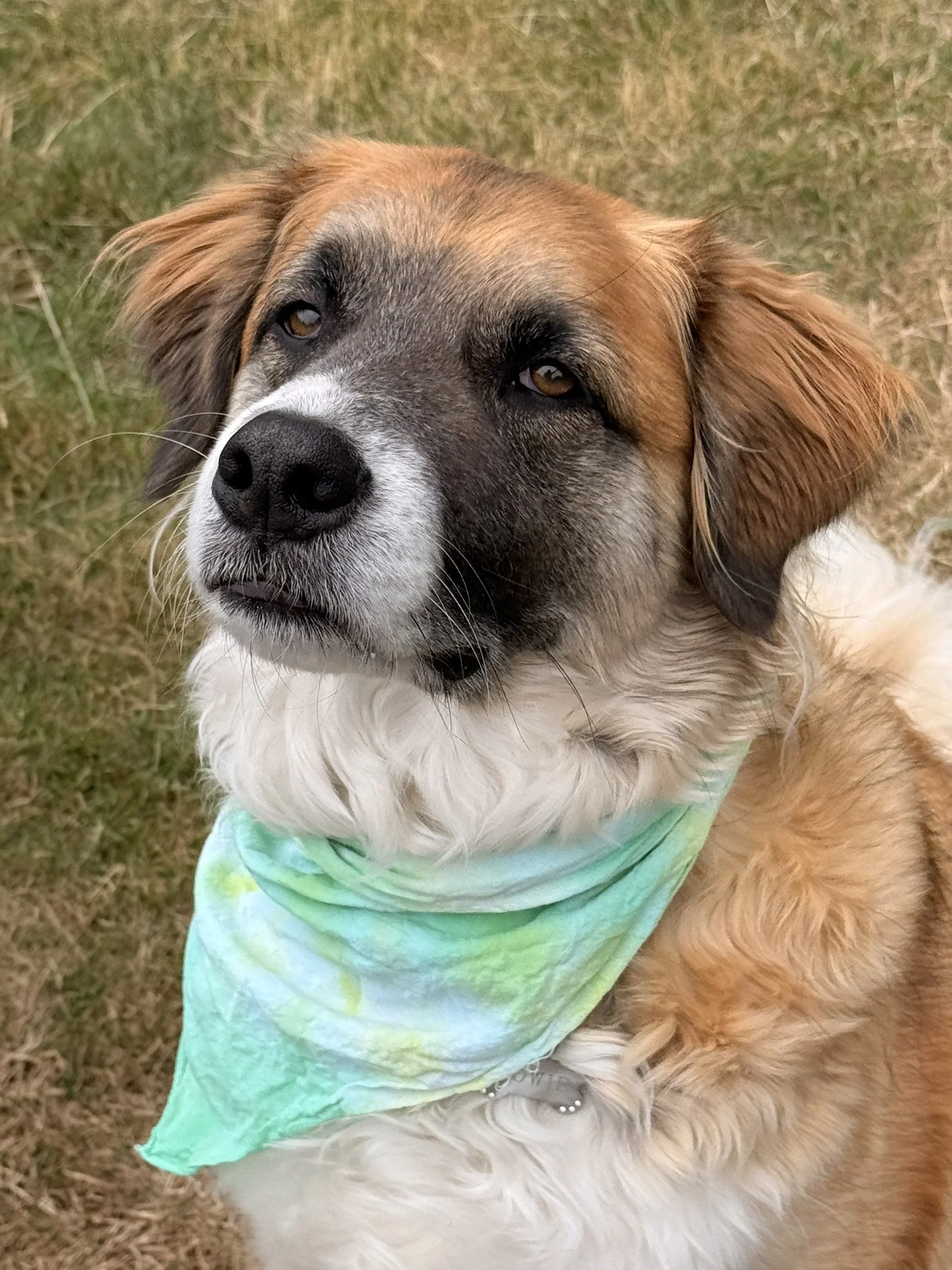 Forest swirl bandanna
