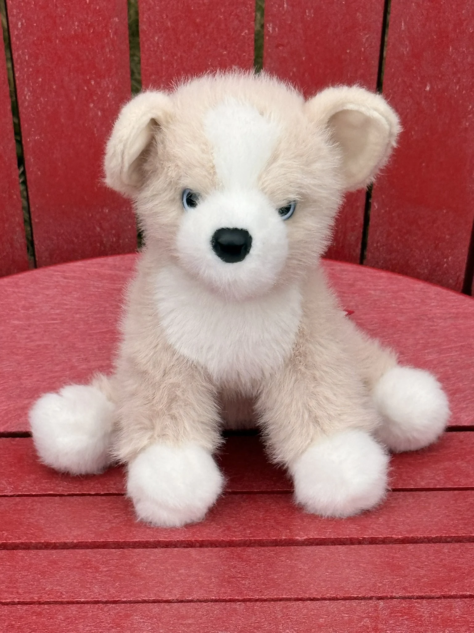 Chihuahua puppy