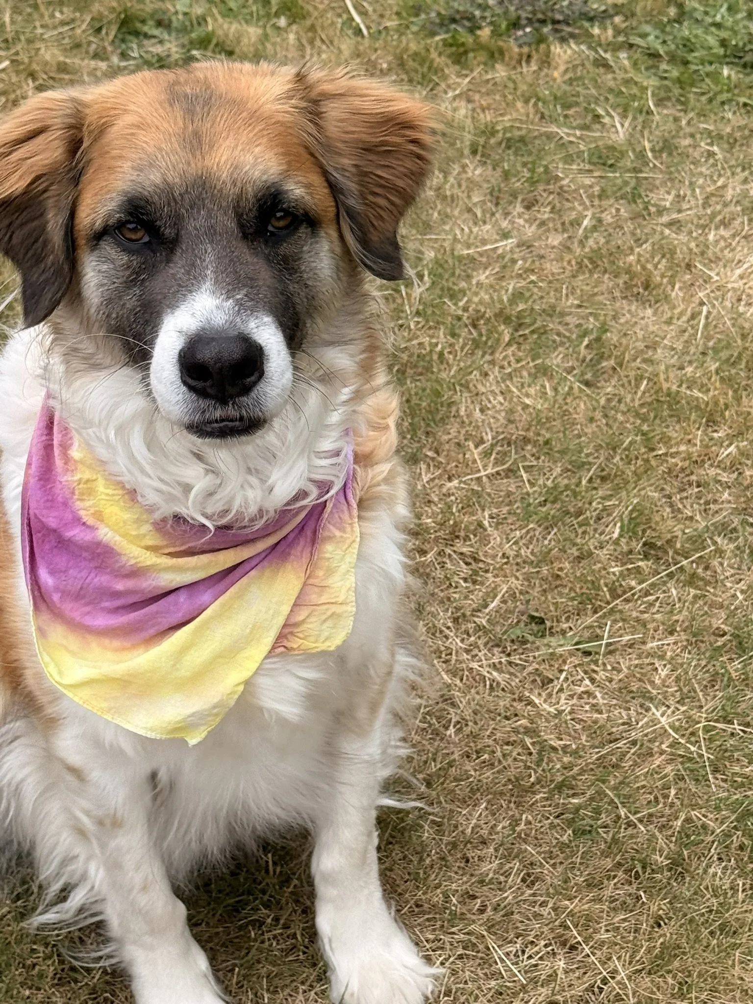 UW bullseye bandanna