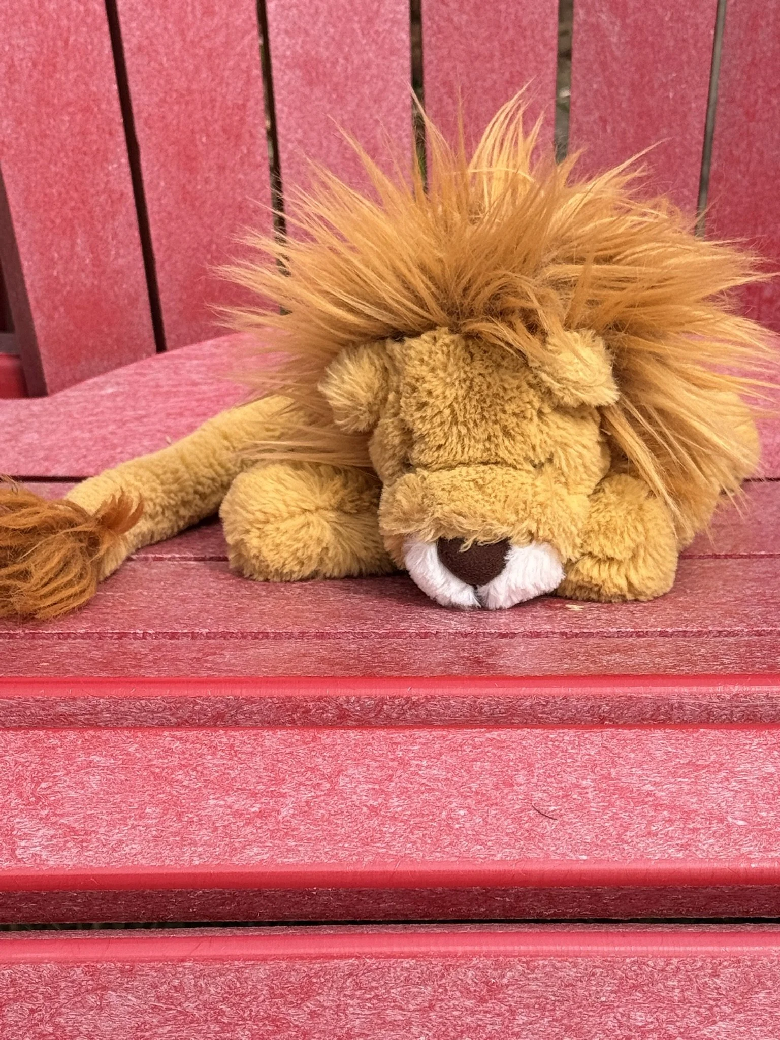 Sleepy lion