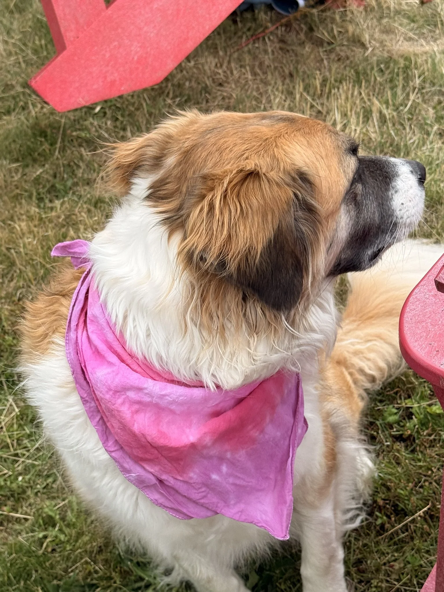 Pink heart bandanna