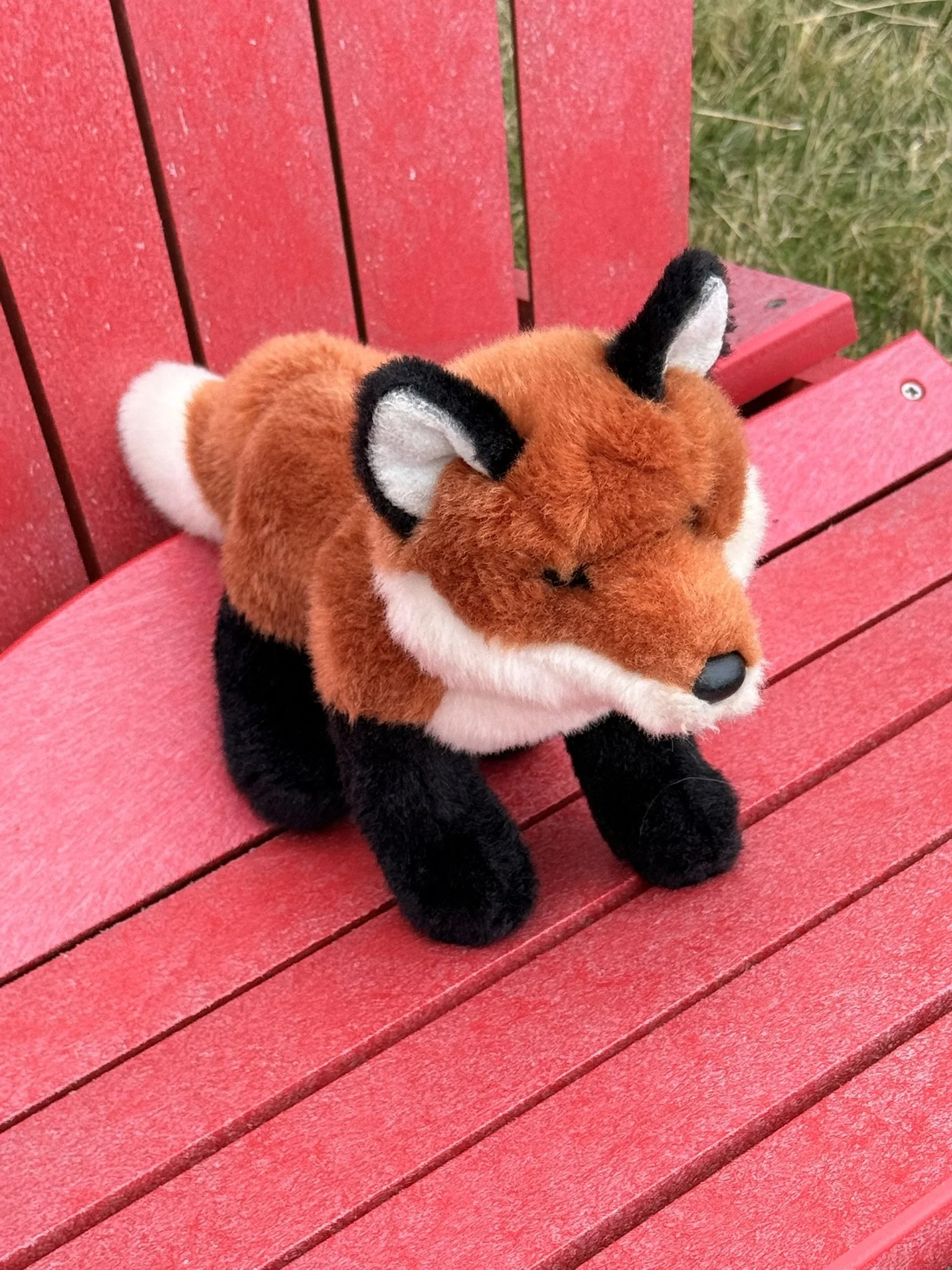 Red fox