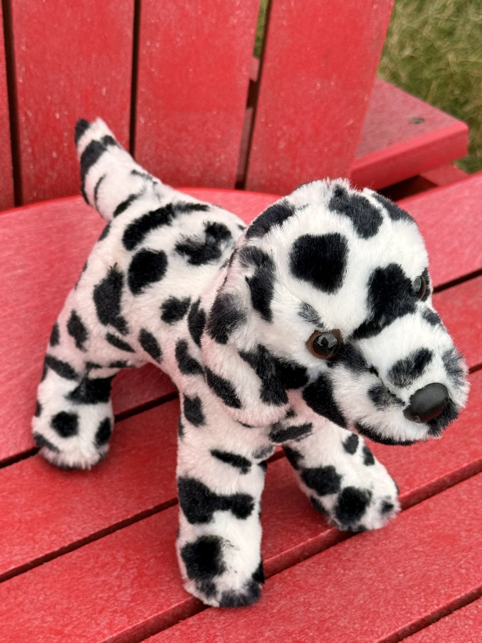 Dalmatian puppy