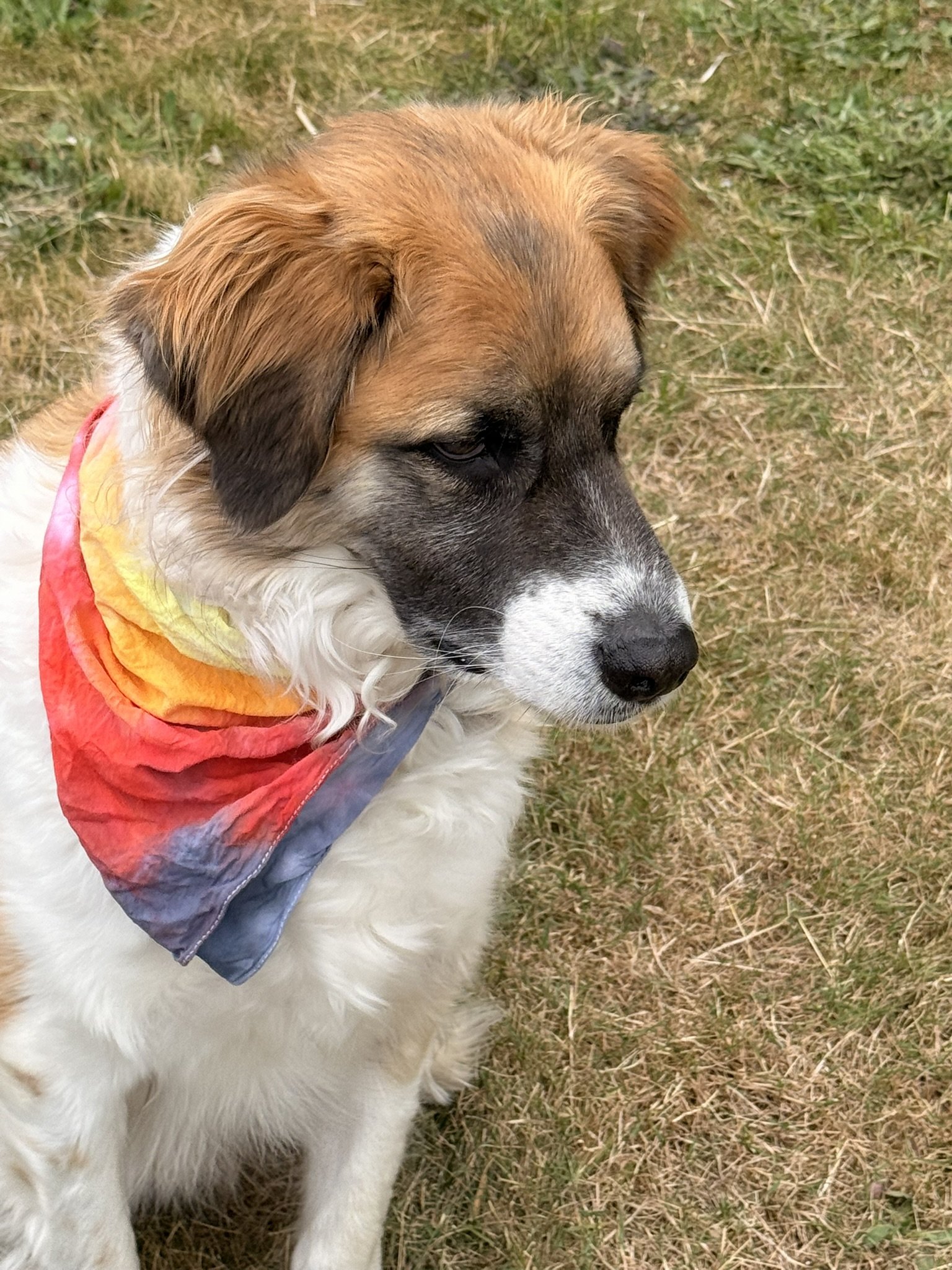 Fire bullseye bandanna