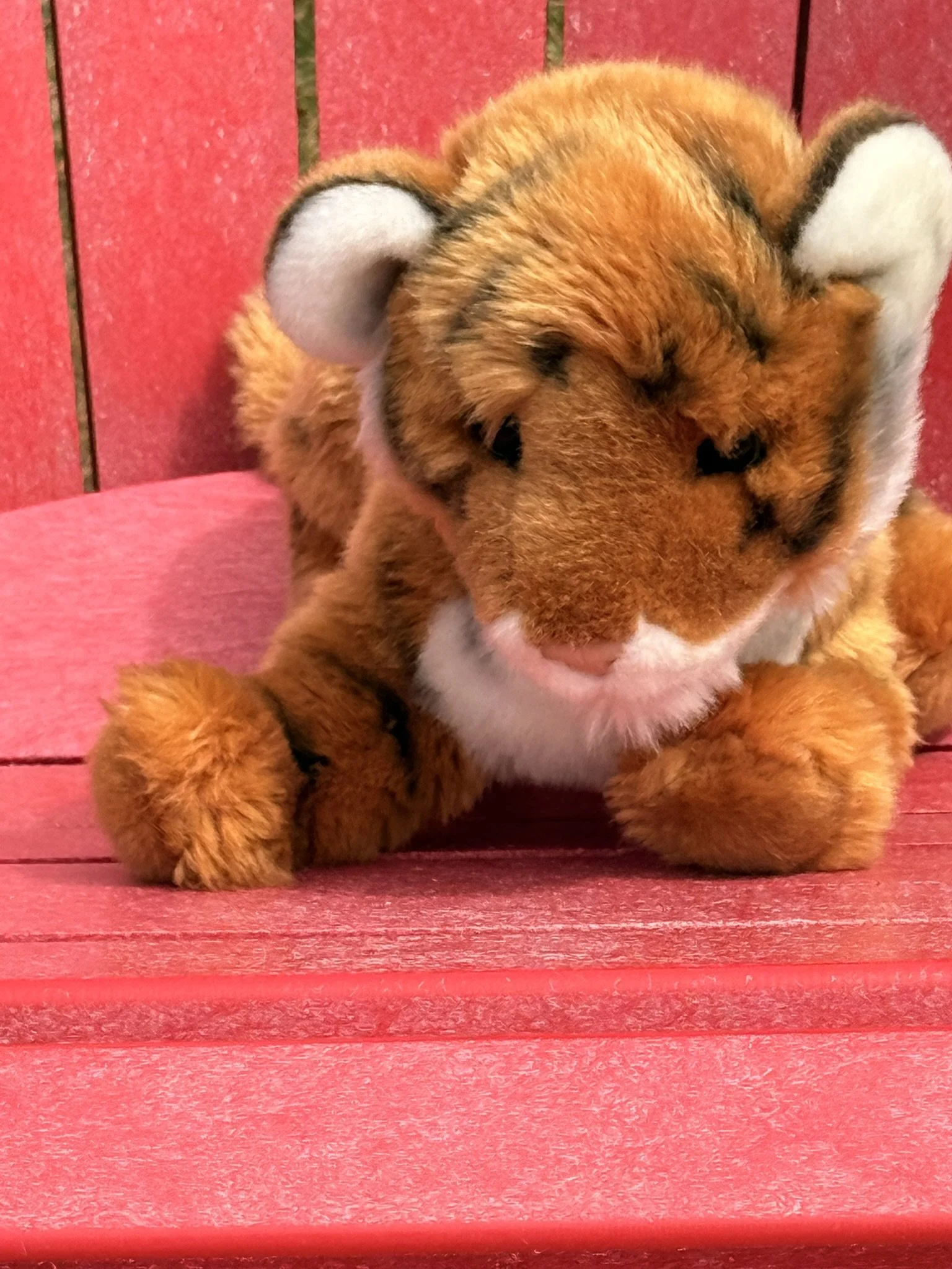 Tiger cub