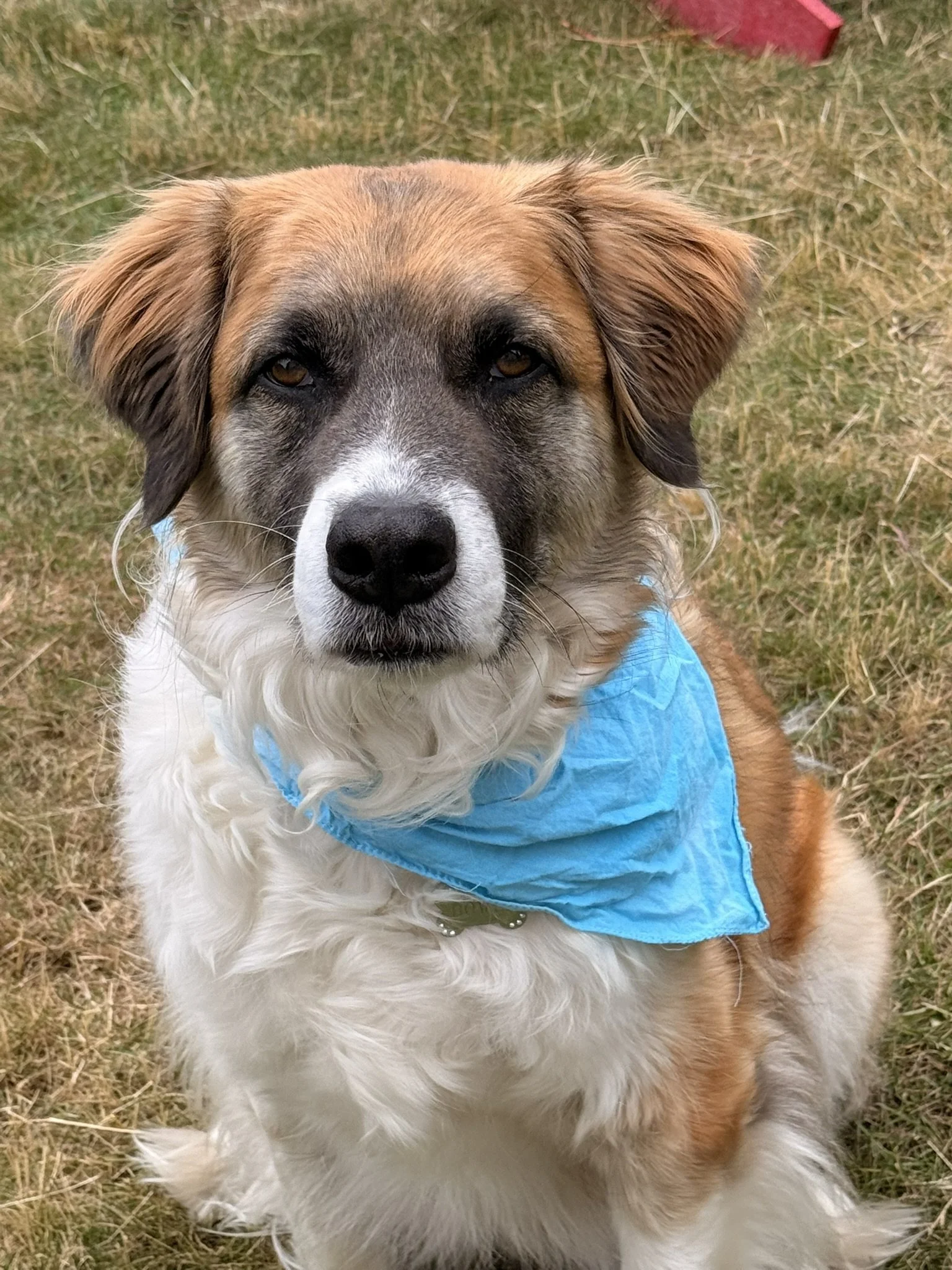 Blue rosette bandanna