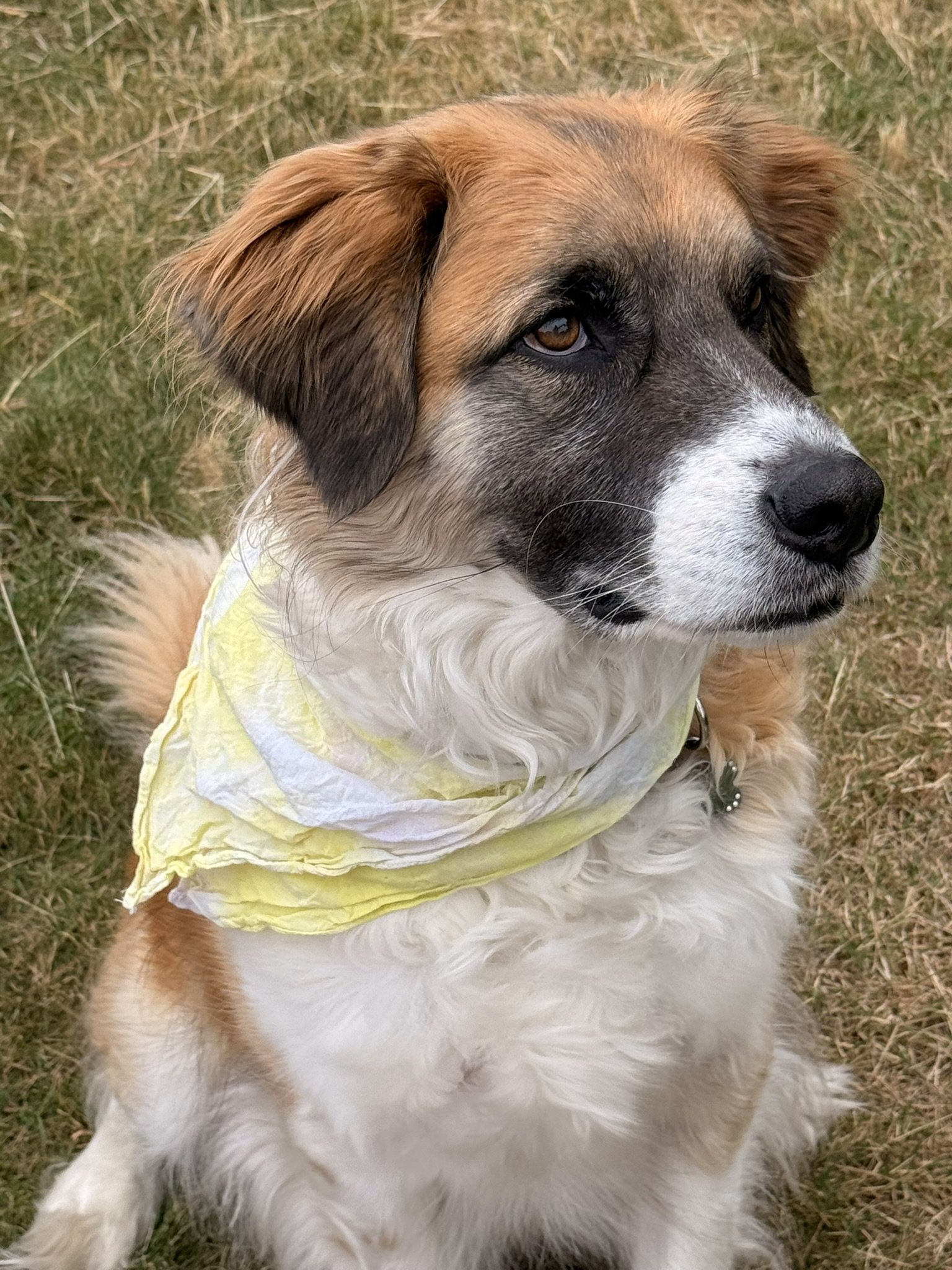 Yellow crumple bandanna