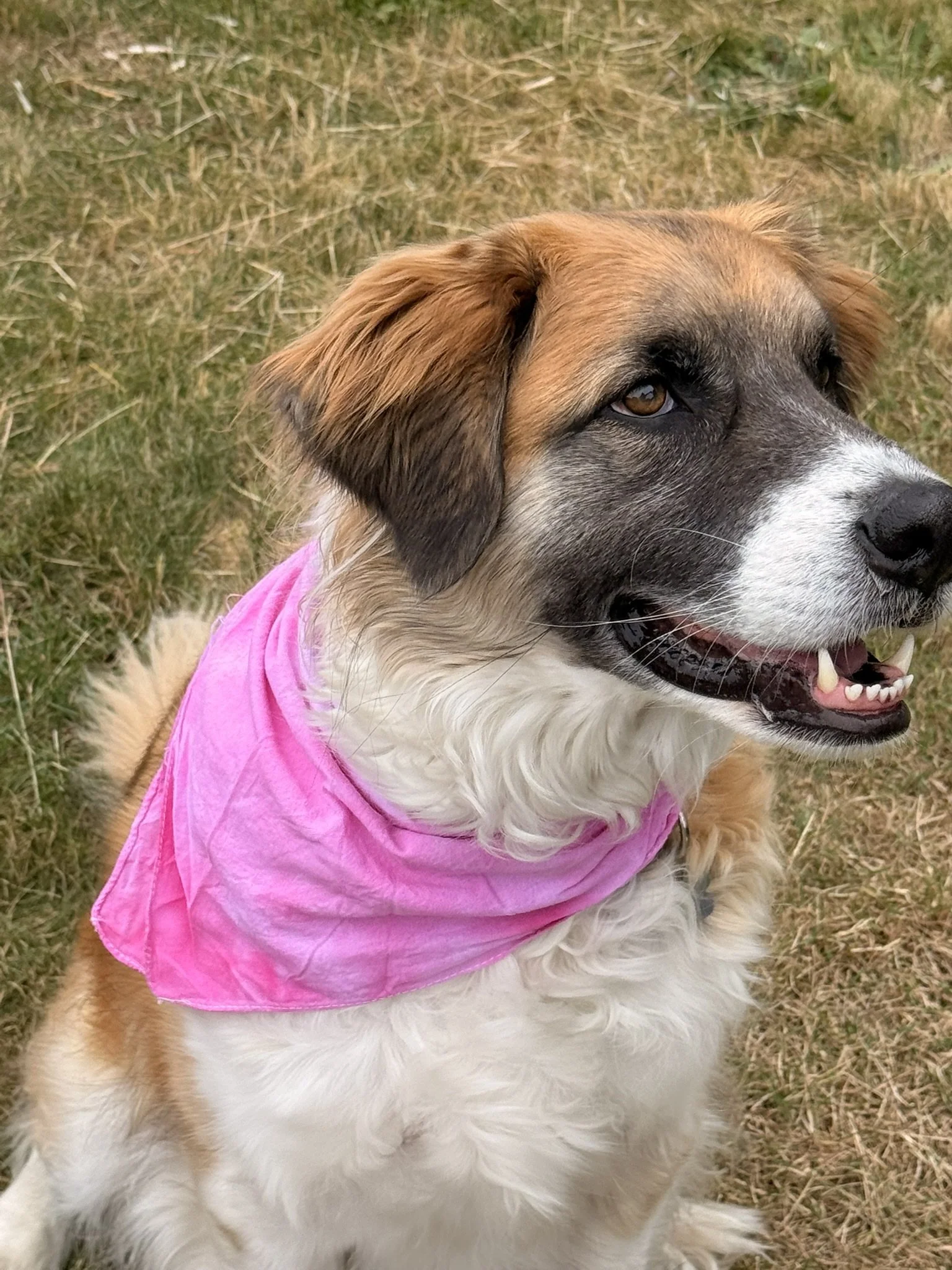Pink crumple bandanna