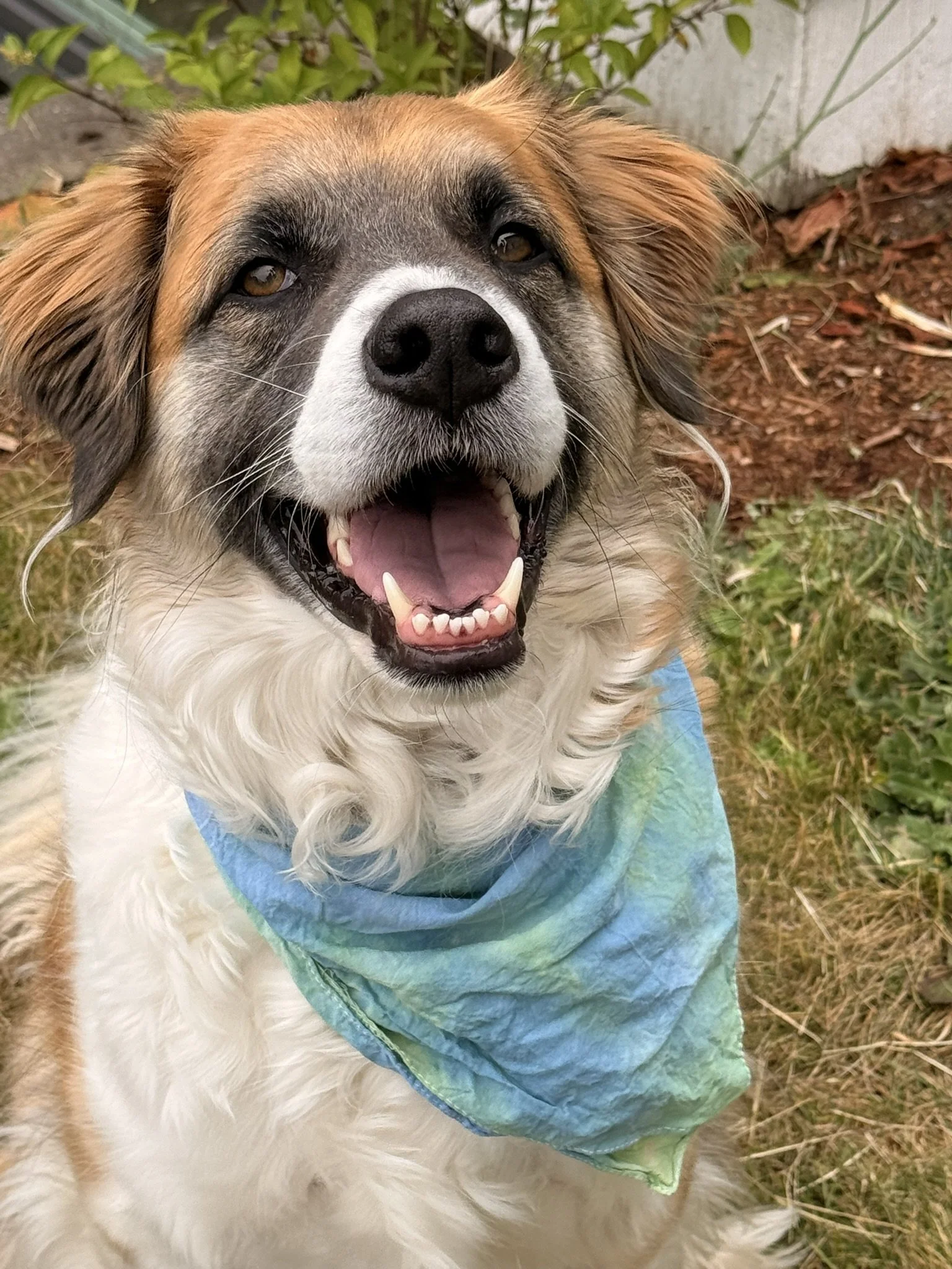 Seahawks swirl bandanna