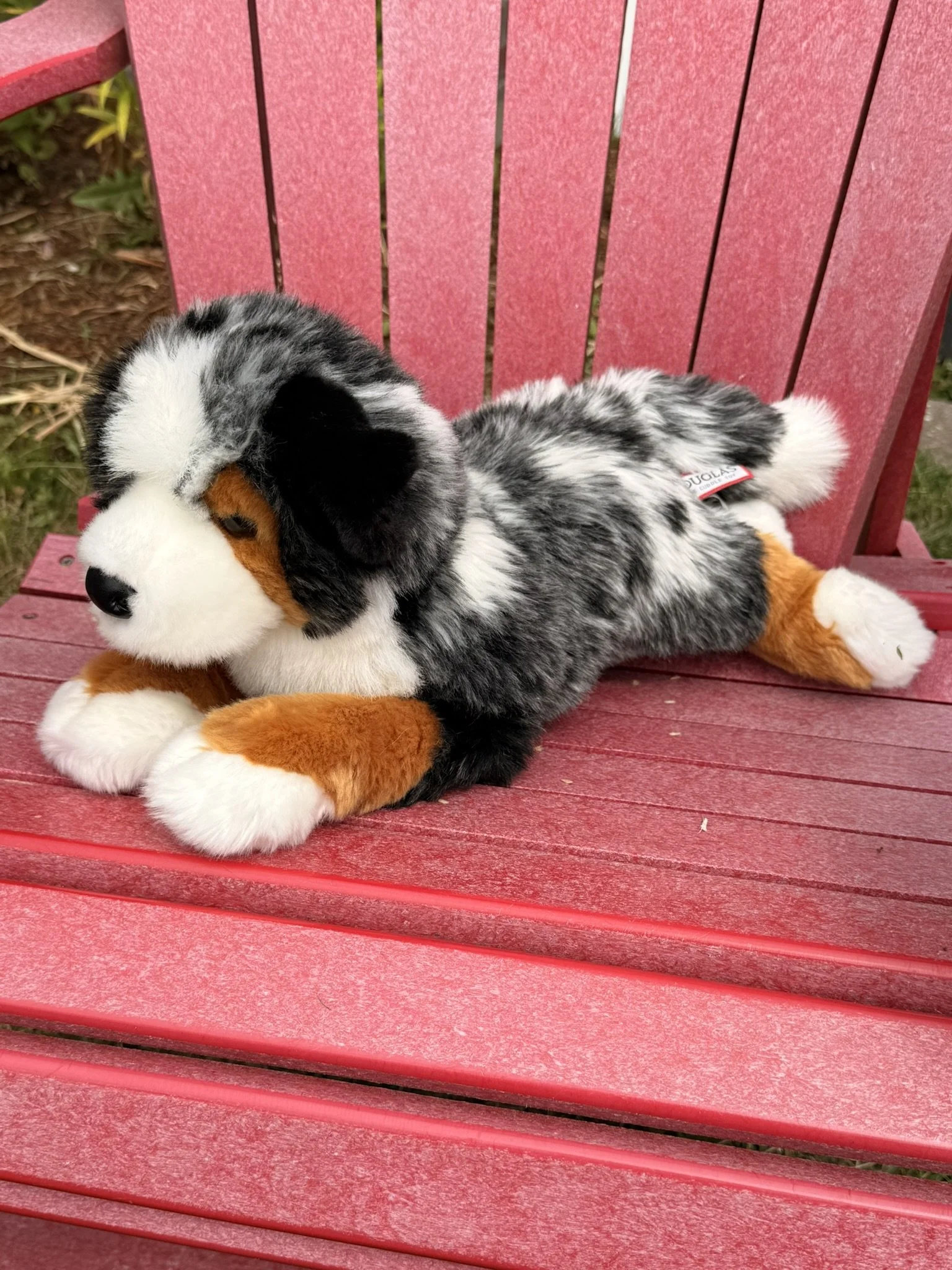 Australian Shepherd dog