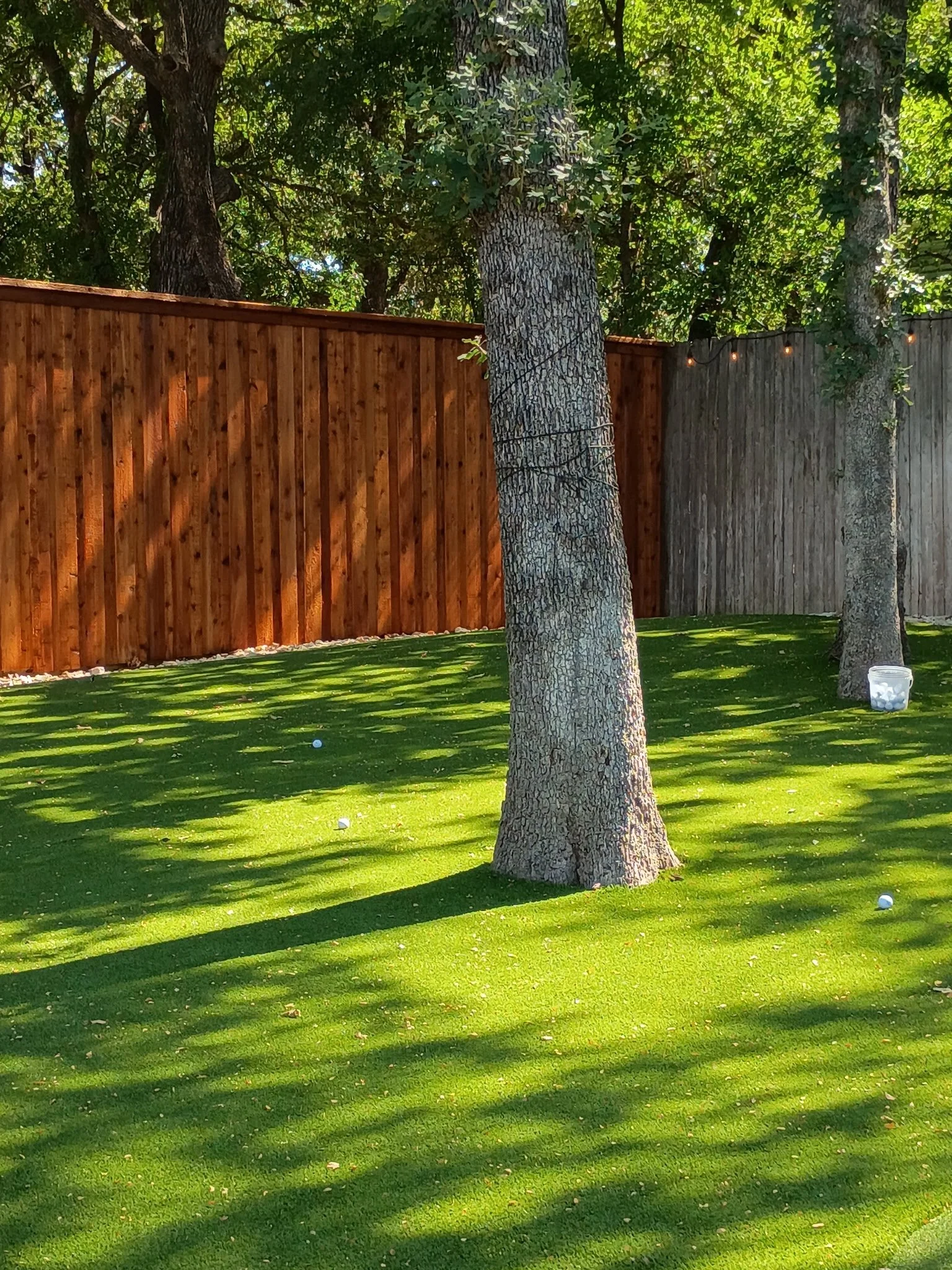 A backyard with two trees casting shadows on a green lawn, a wooden fence in the background, and a container of golf balls on the grass.